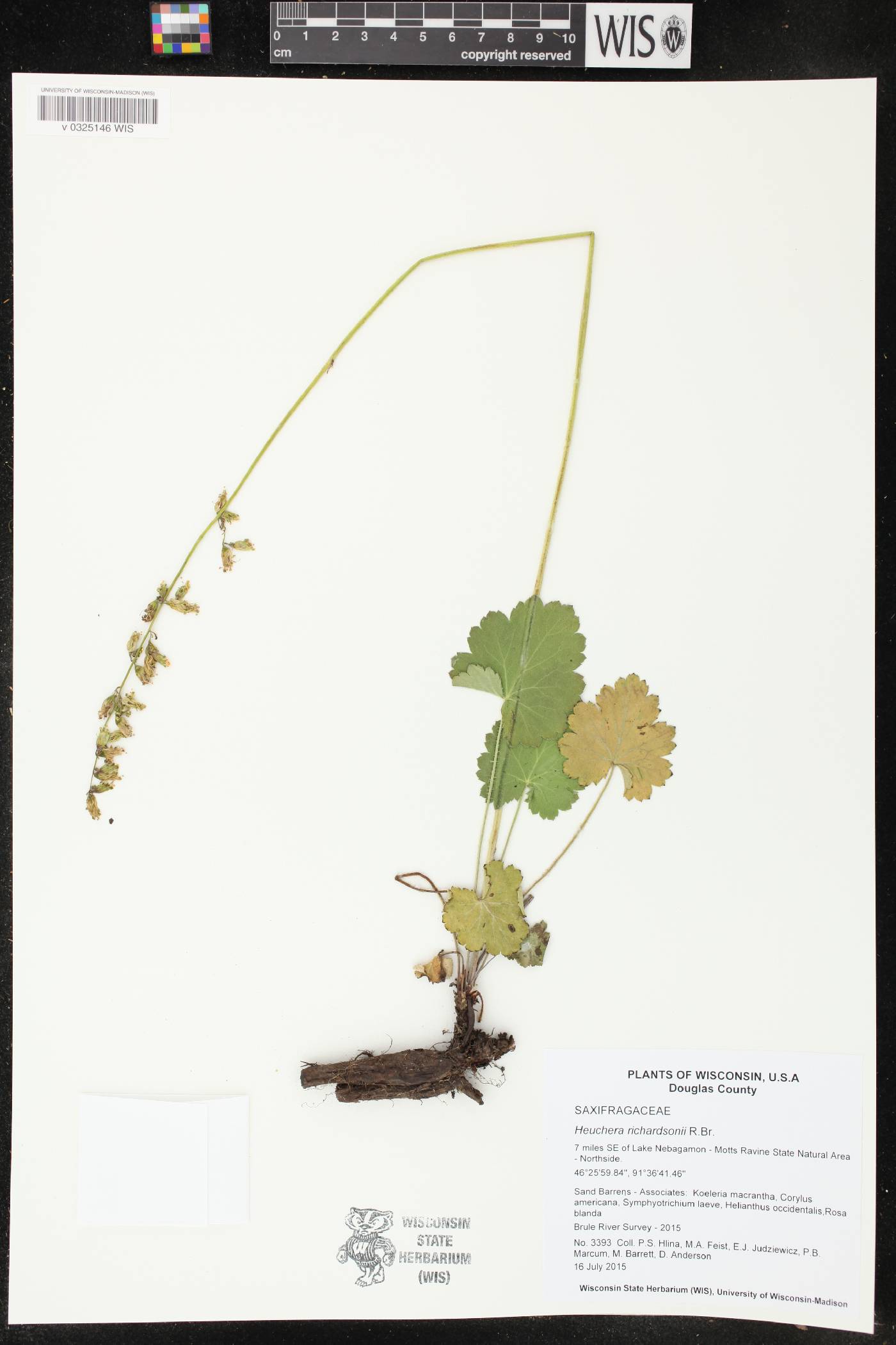 Heuchera richardsonii image
