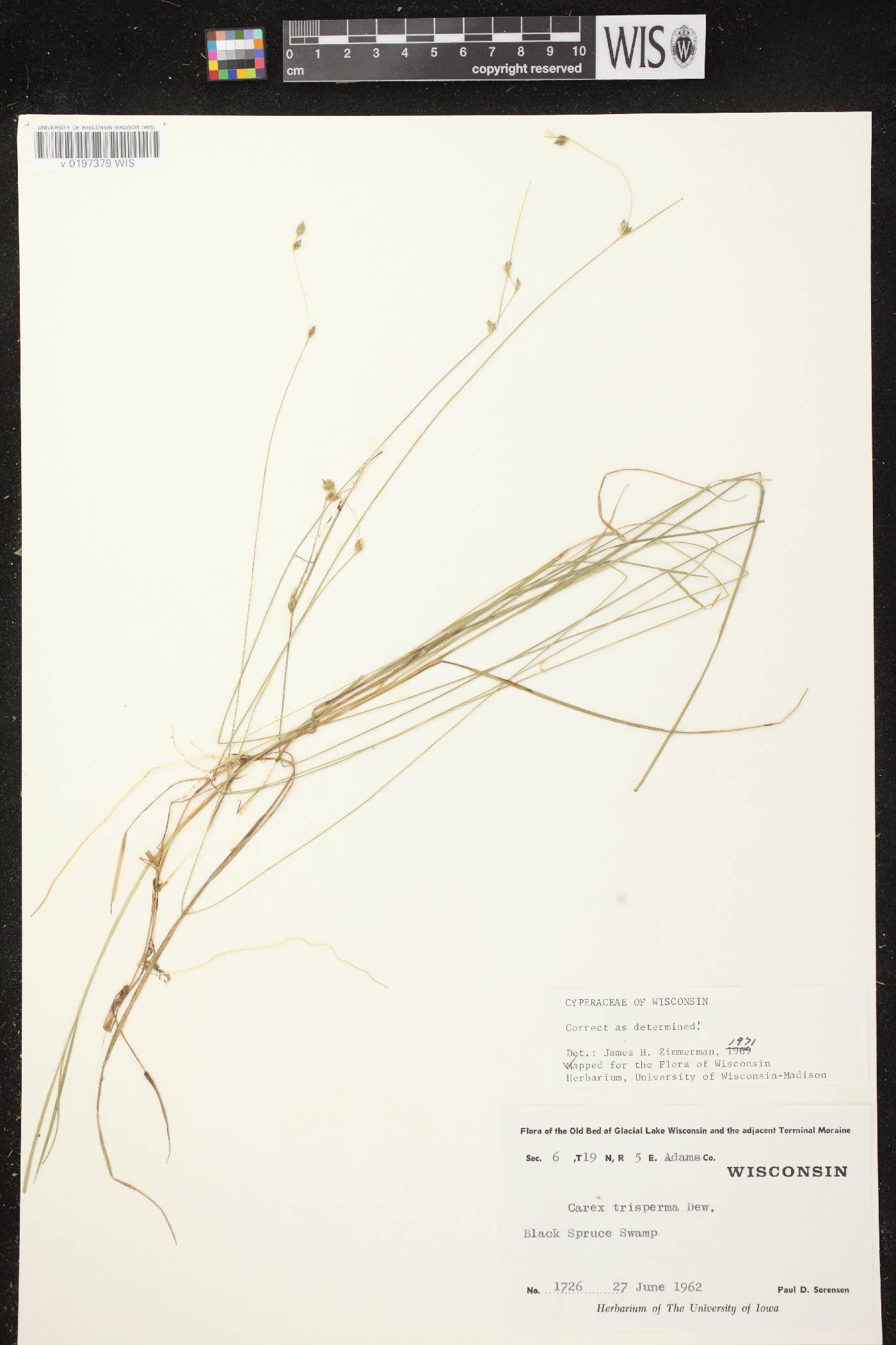 Carex trisperma image