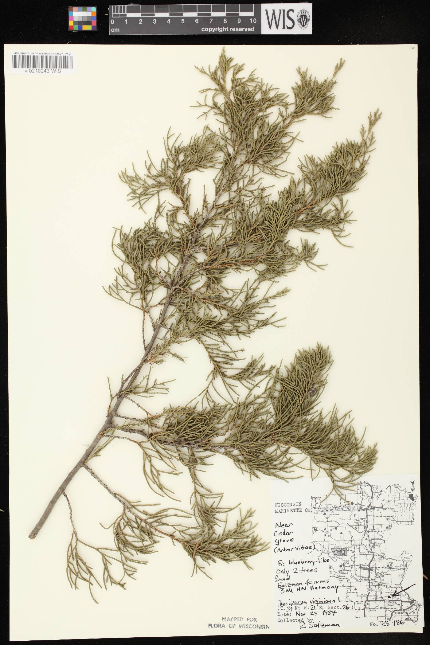 Juniperus virginiana image