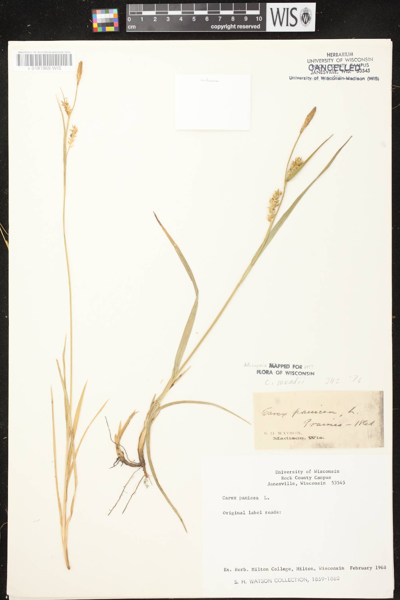 Carex meadii image