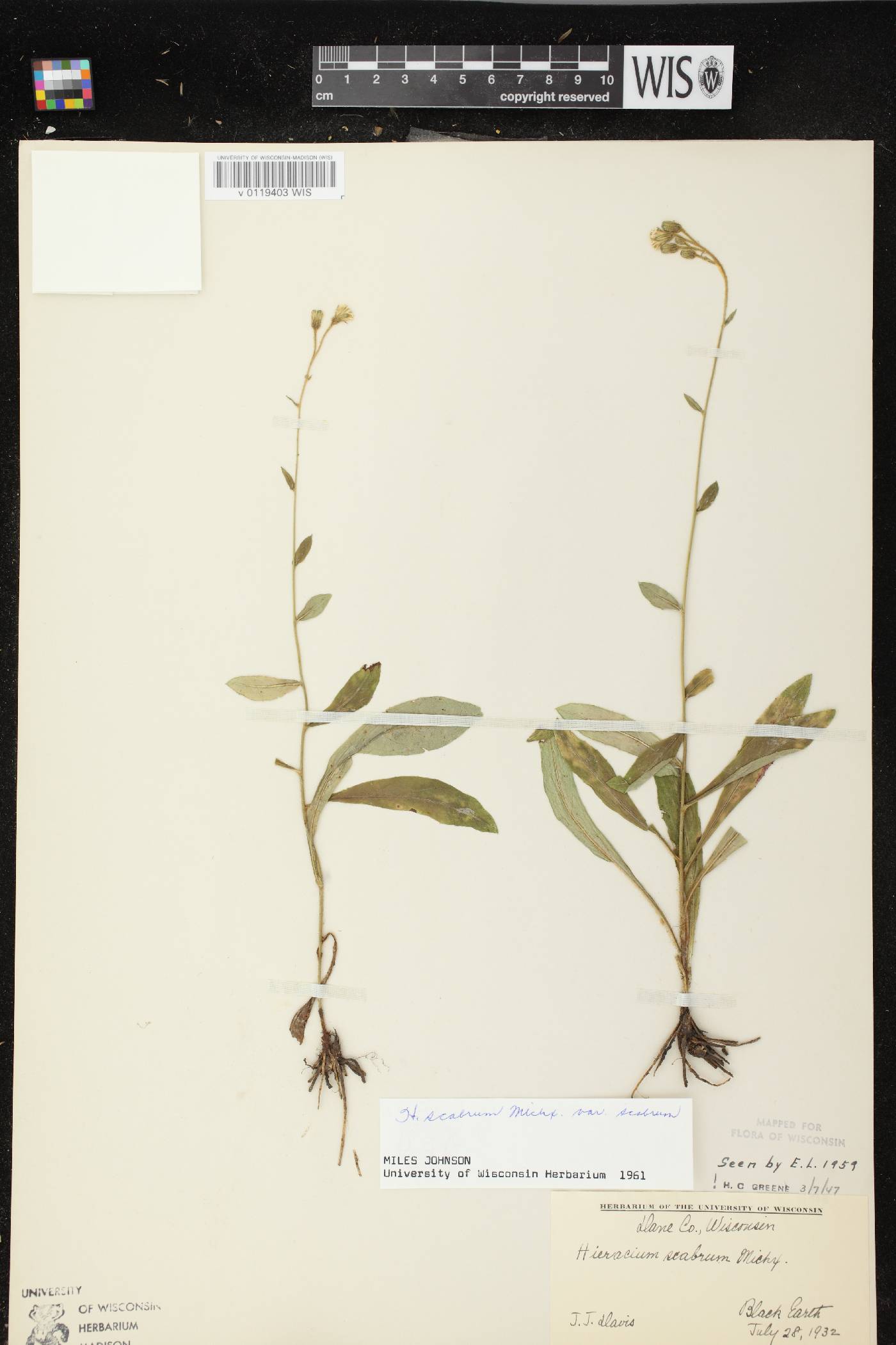 Hieracium scabrum image
