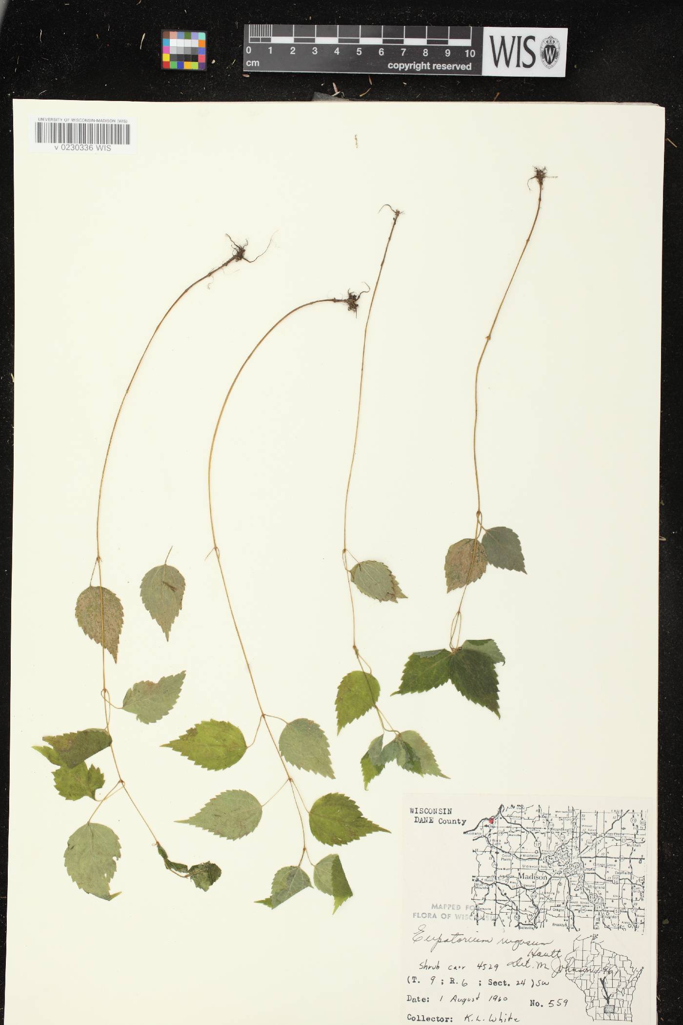 Ageratina altissima subsp. altissima image