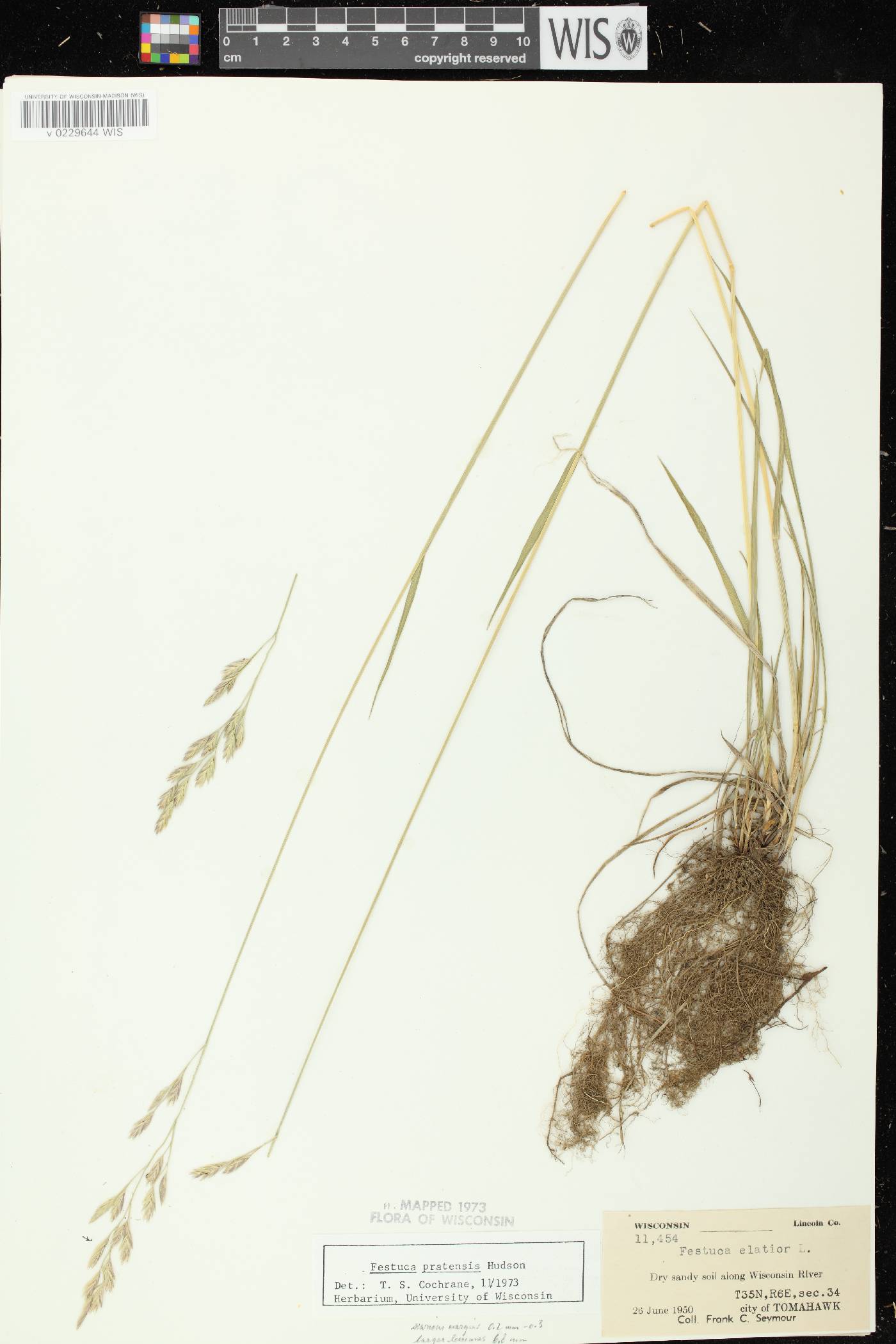 Lolium pratense image