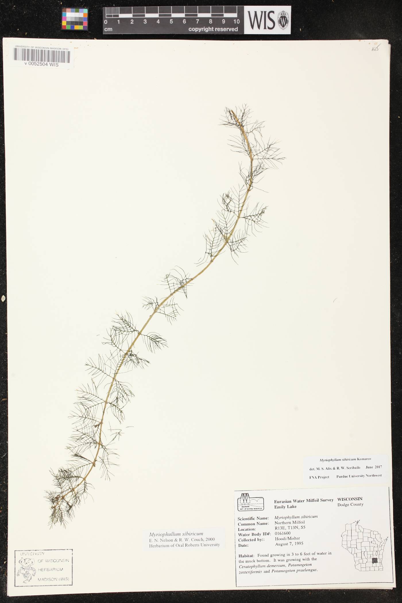 Myriophyllum sibiricum image