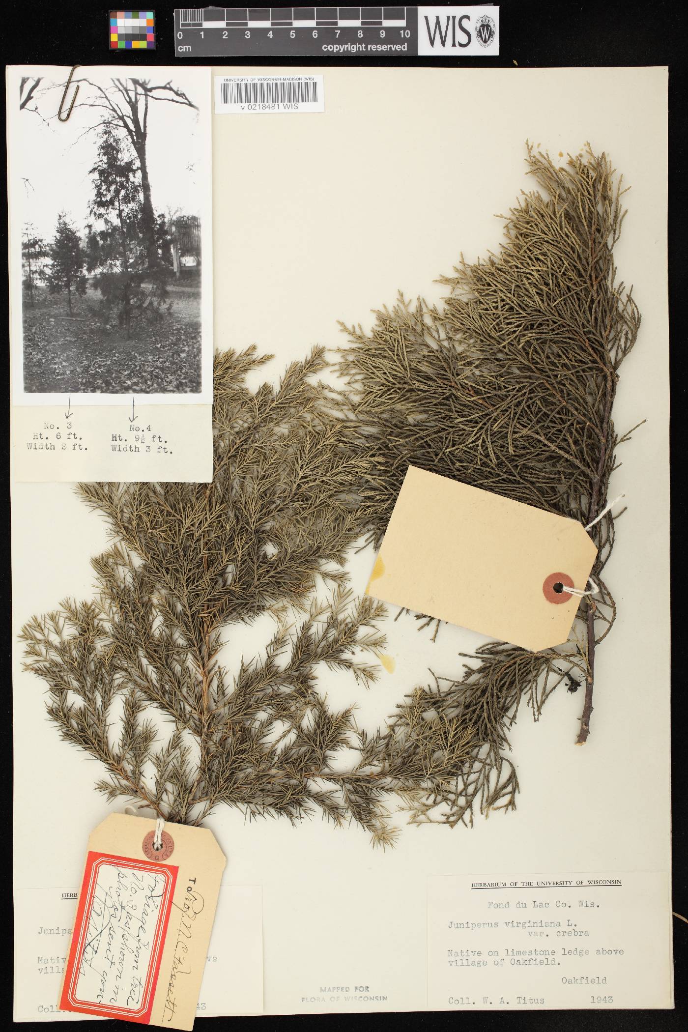 Juniperus virginiana image