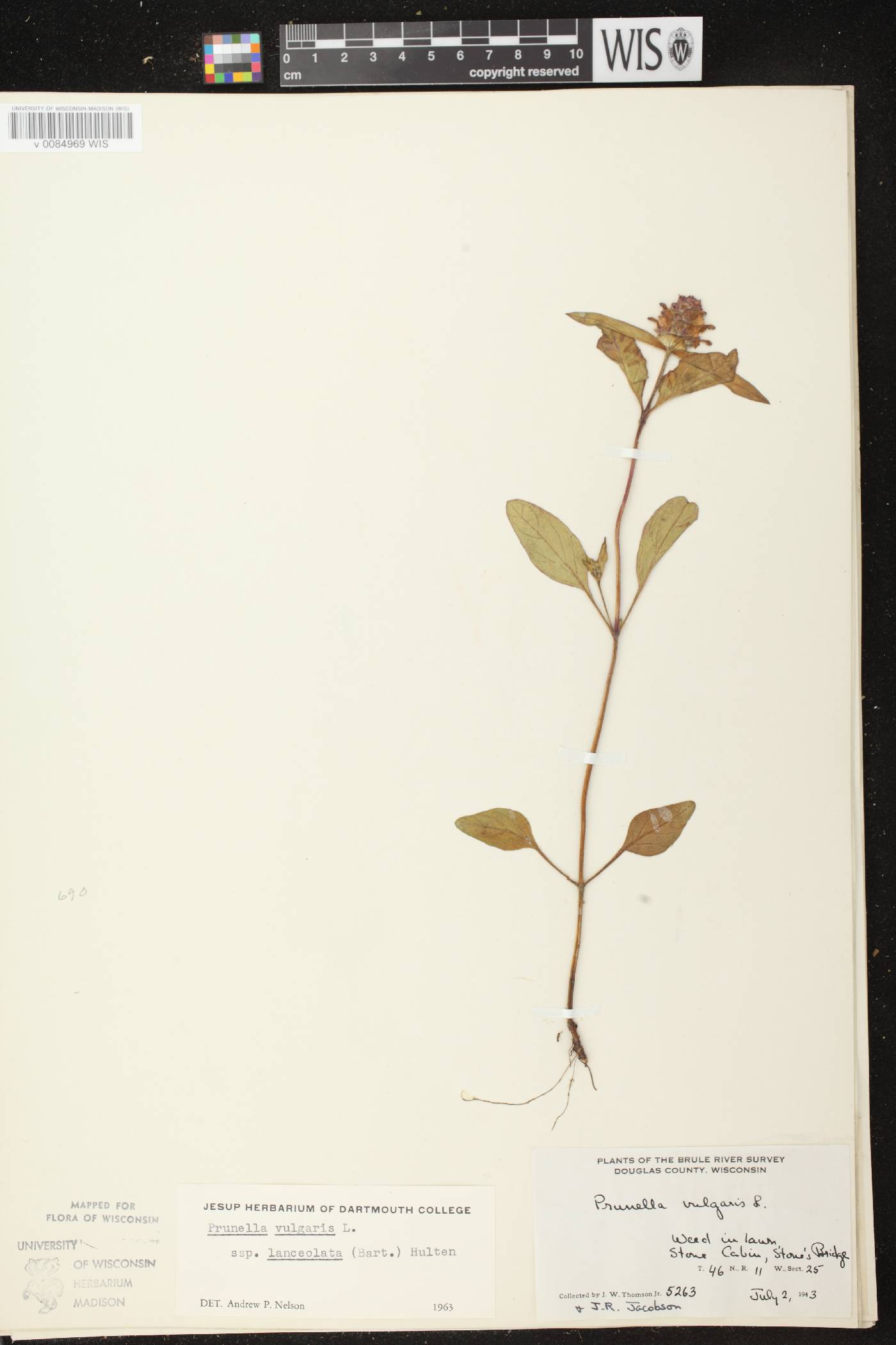 Prunella vulgaris subsp. lanceolata image