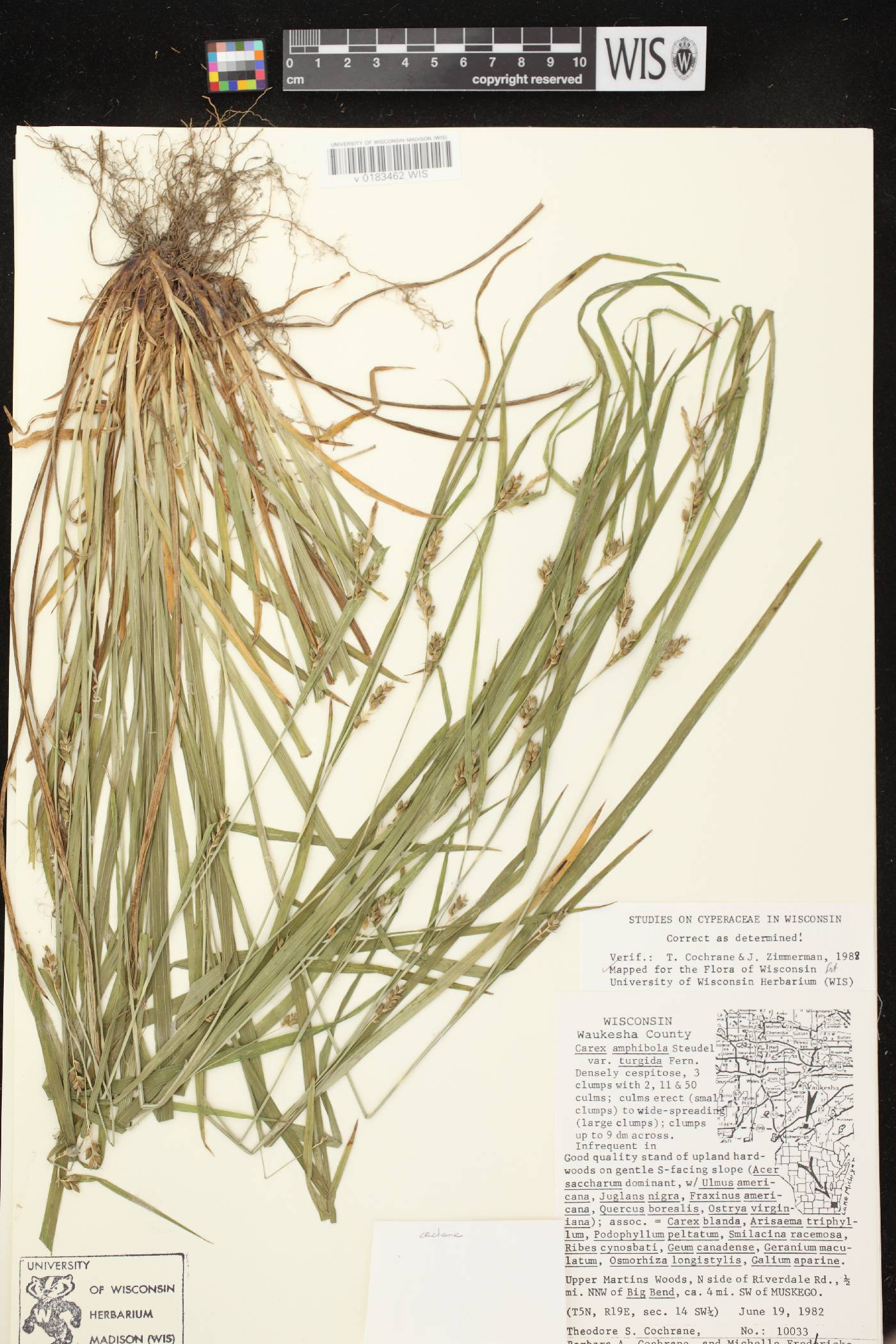 Carex grisea image