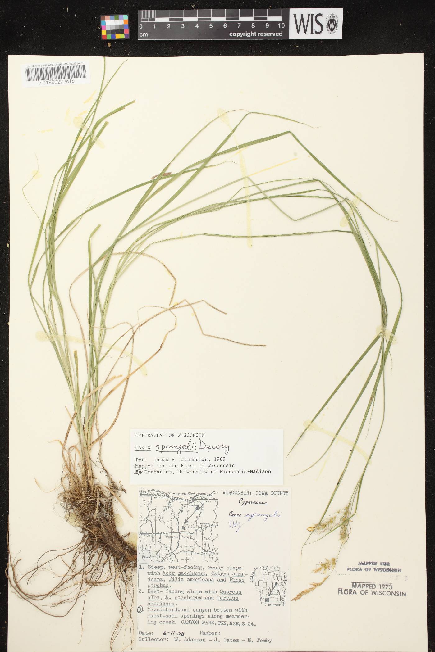 Carex sprengelii image