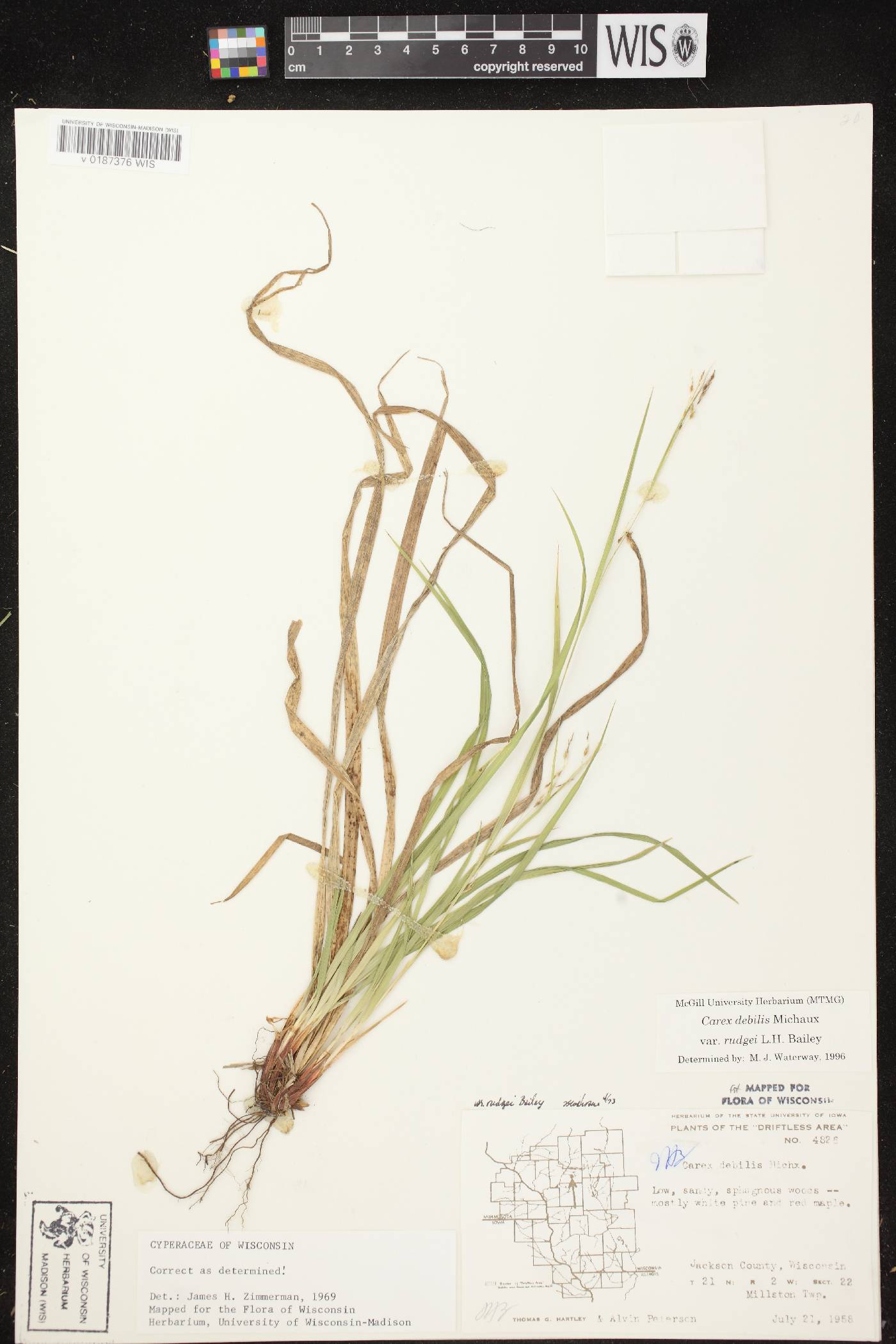 Carex debilis var. rudgei image