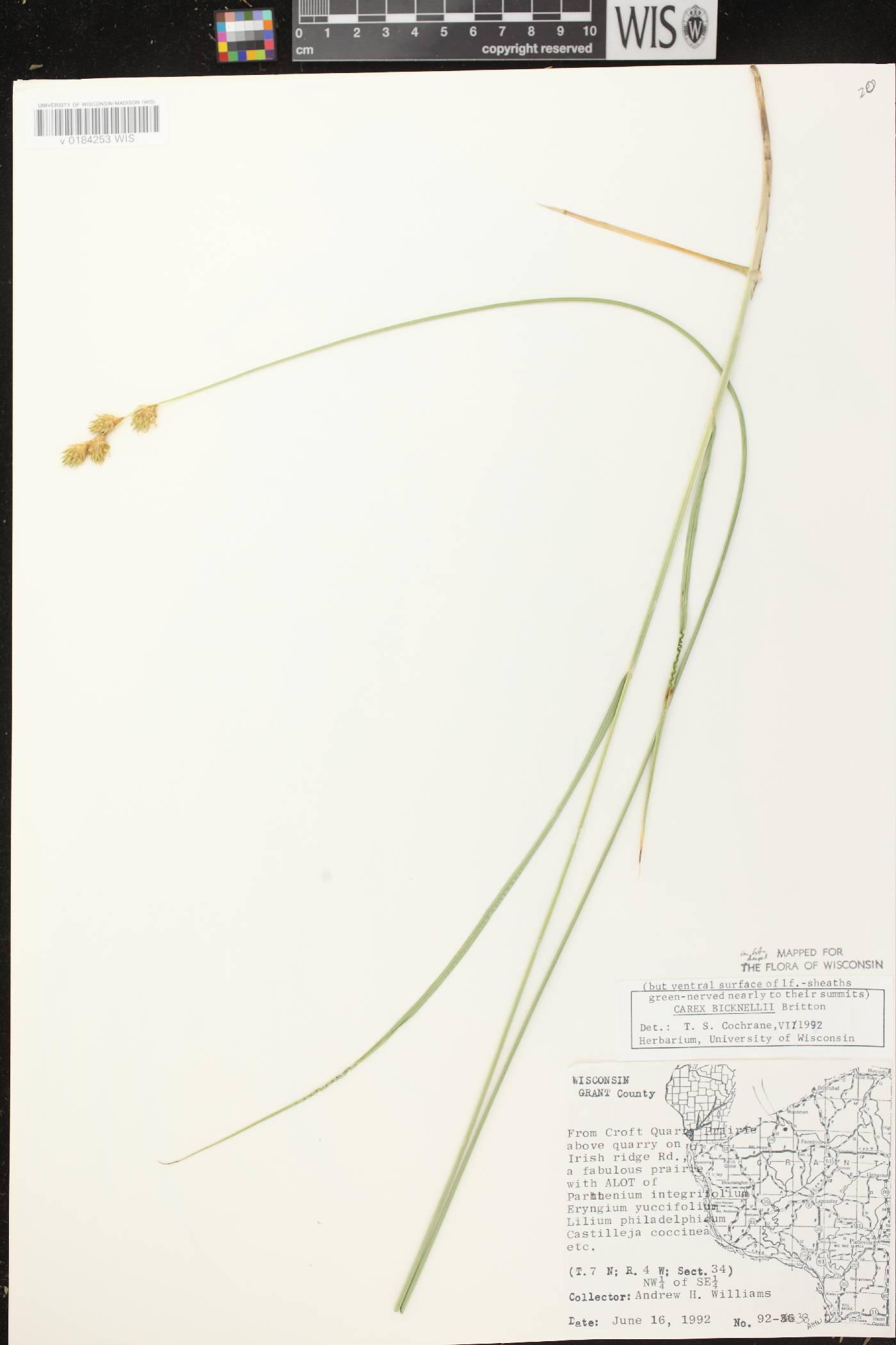 Carex bicknellii image