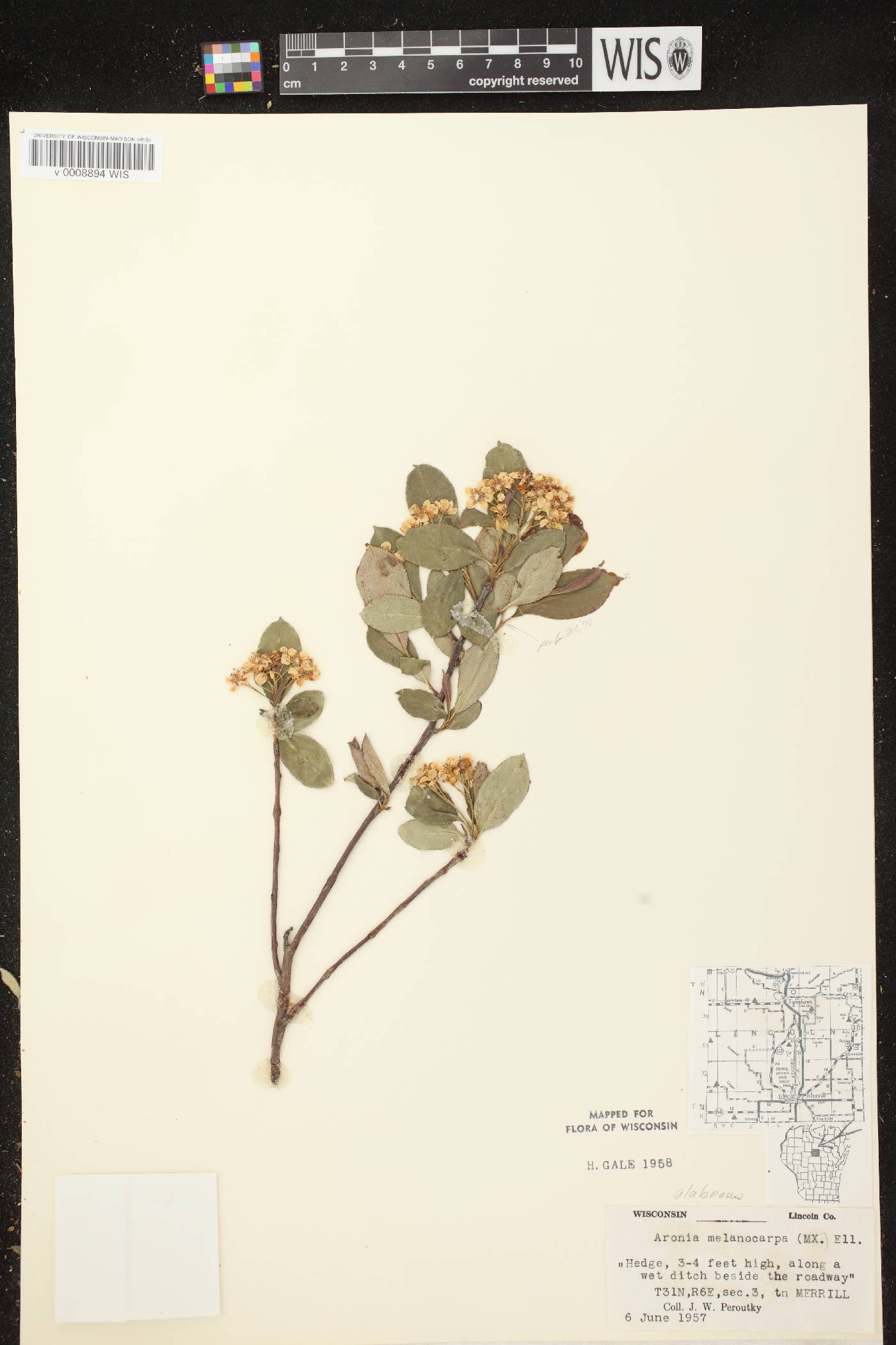 Aronia x prunifolia image