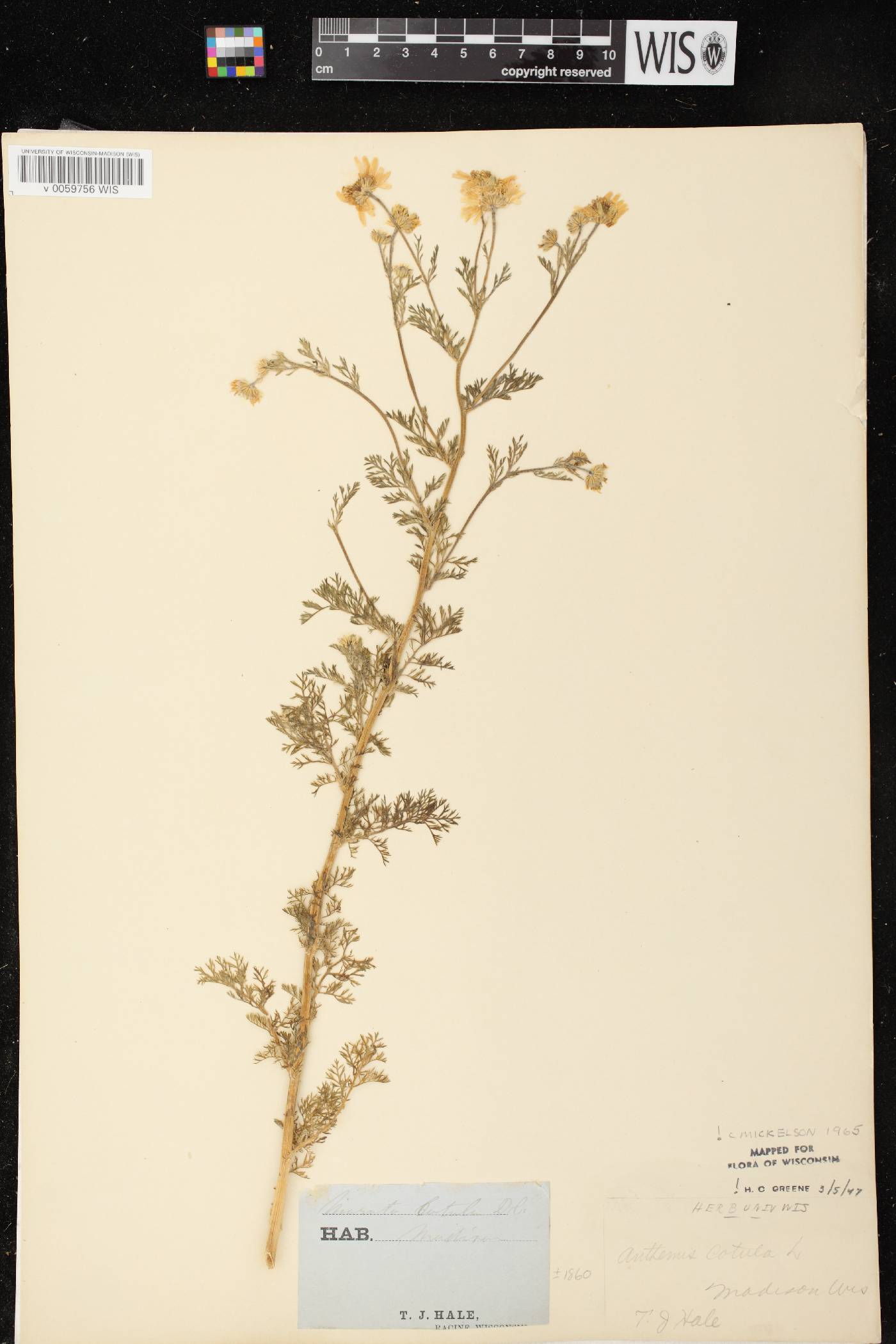 Anthemis cotula image