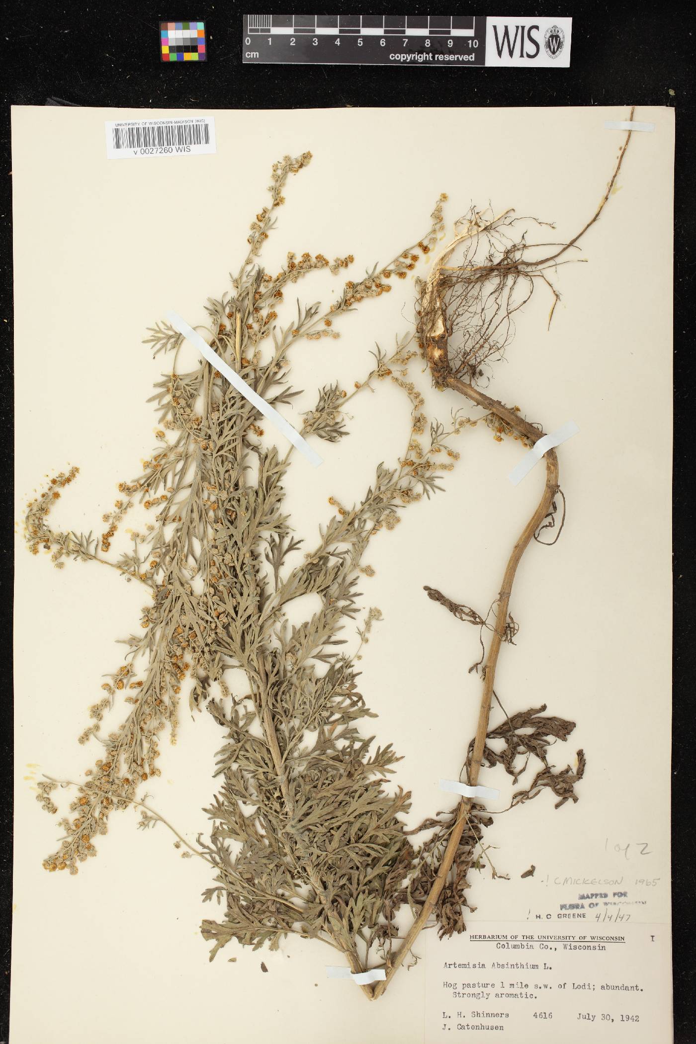 Artemisia absinthium image