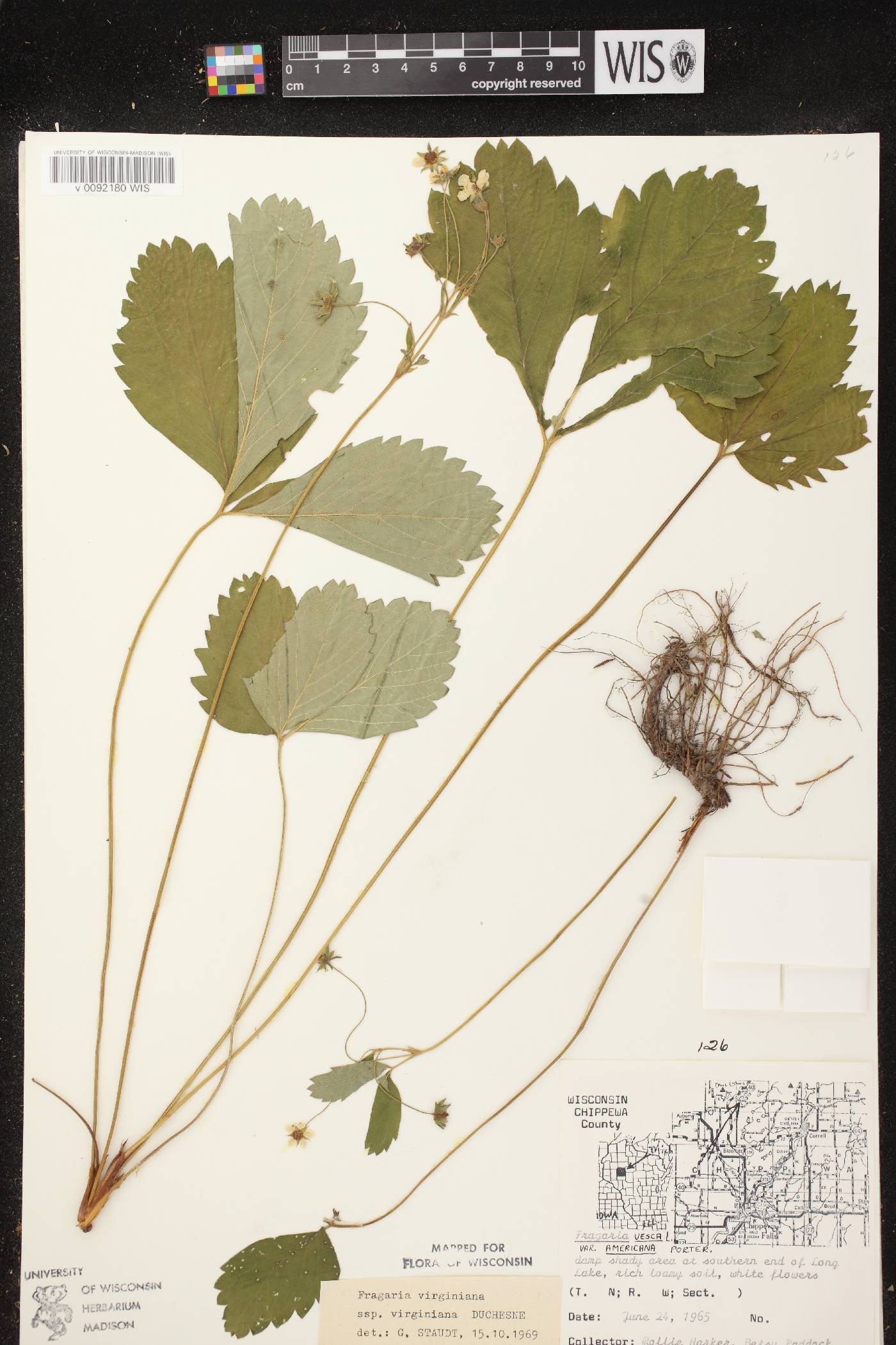 Fragaria virginiana image