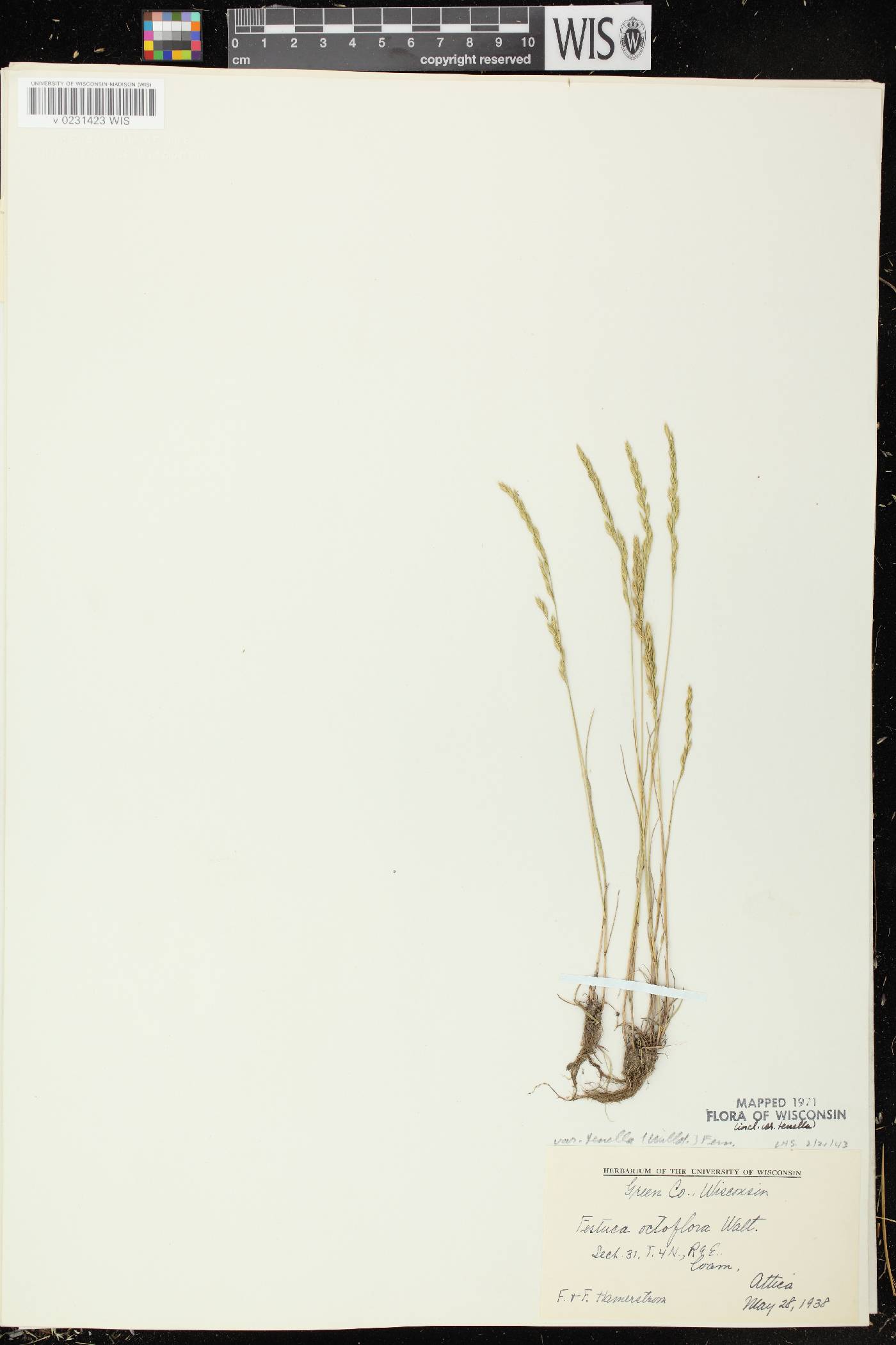 Festuca octoflora image