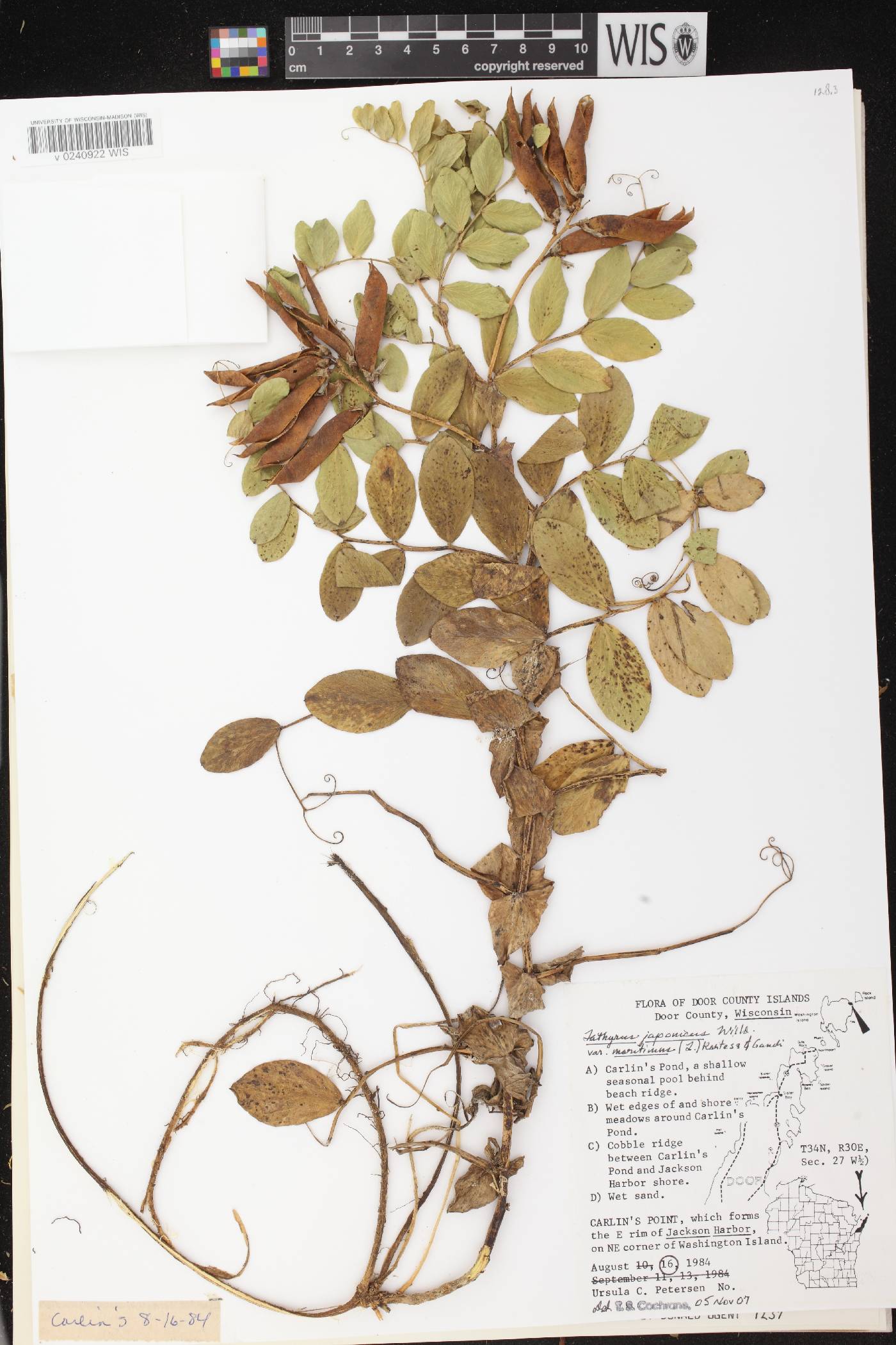 Lathyrus japonicus image