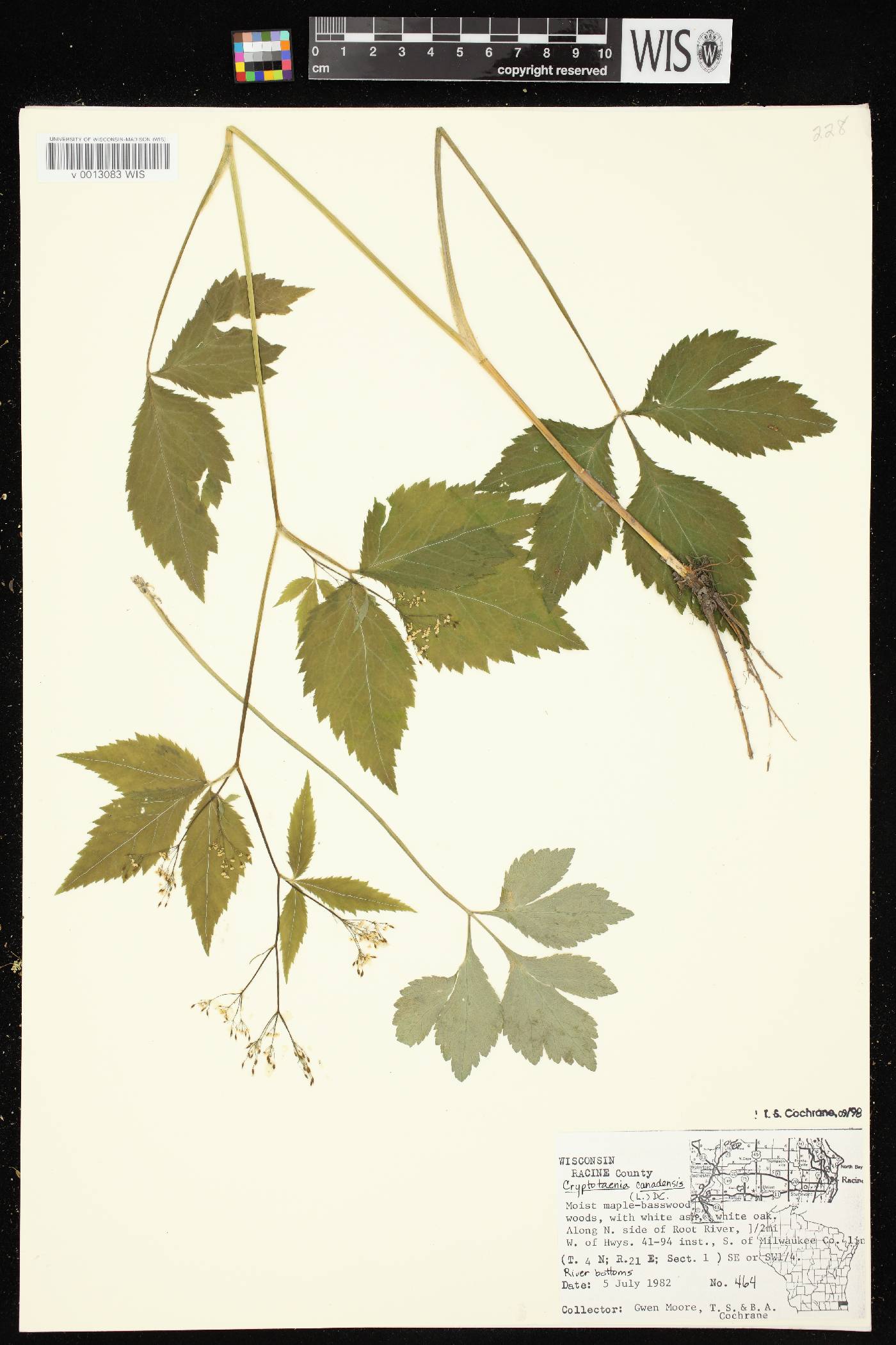 Cryptotaenia canadensis image