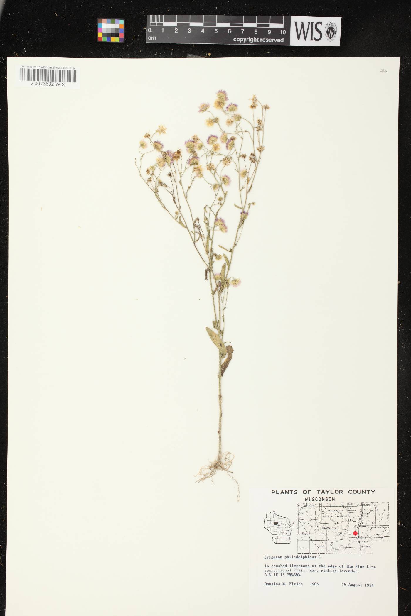 Erigeron philadelphicus image