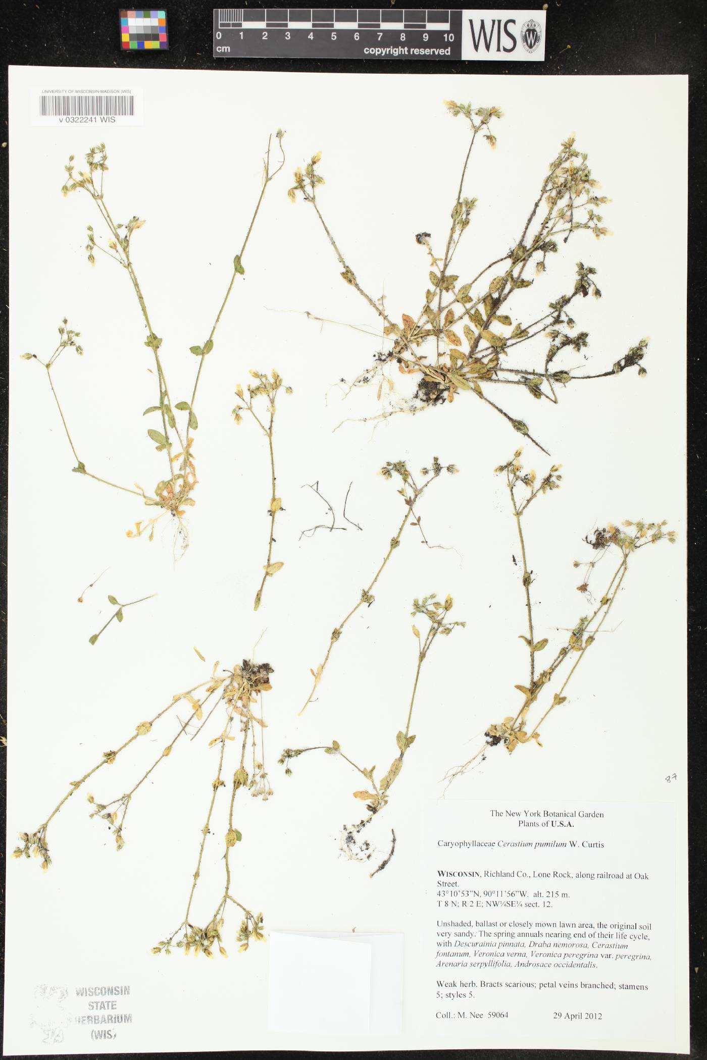 Cerastium pumilum image