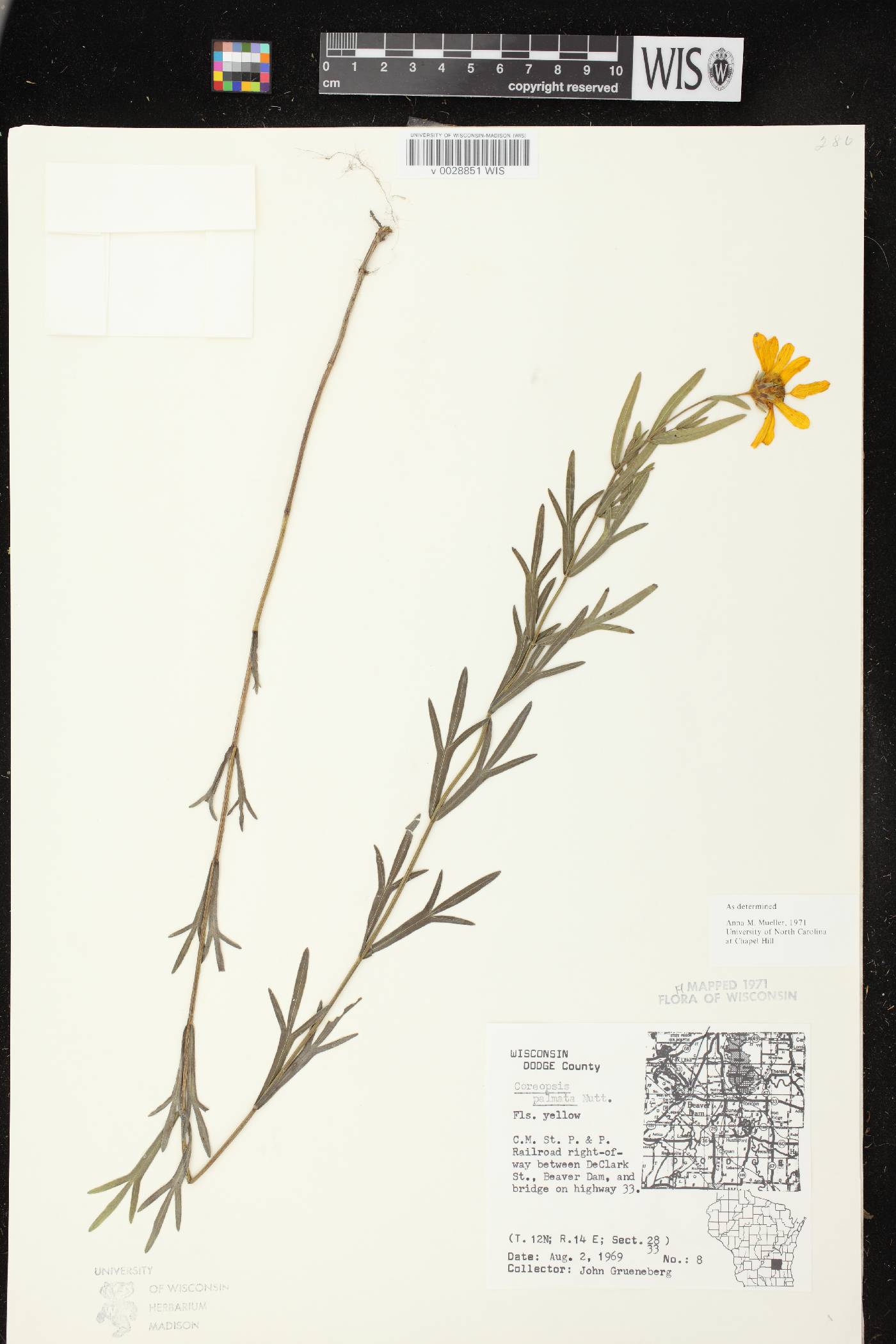 Coreopsis palmata image