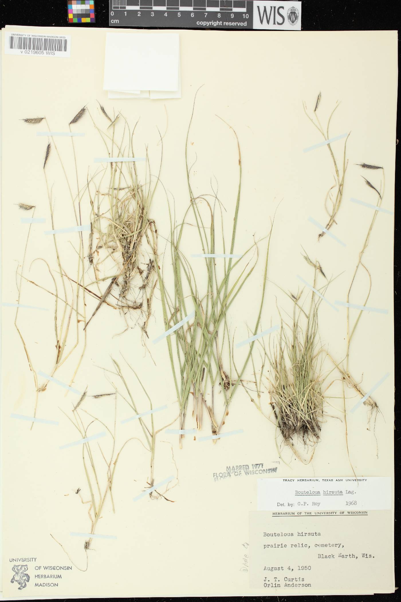 Bouteloua hirsuta subsp. hirsuta image
