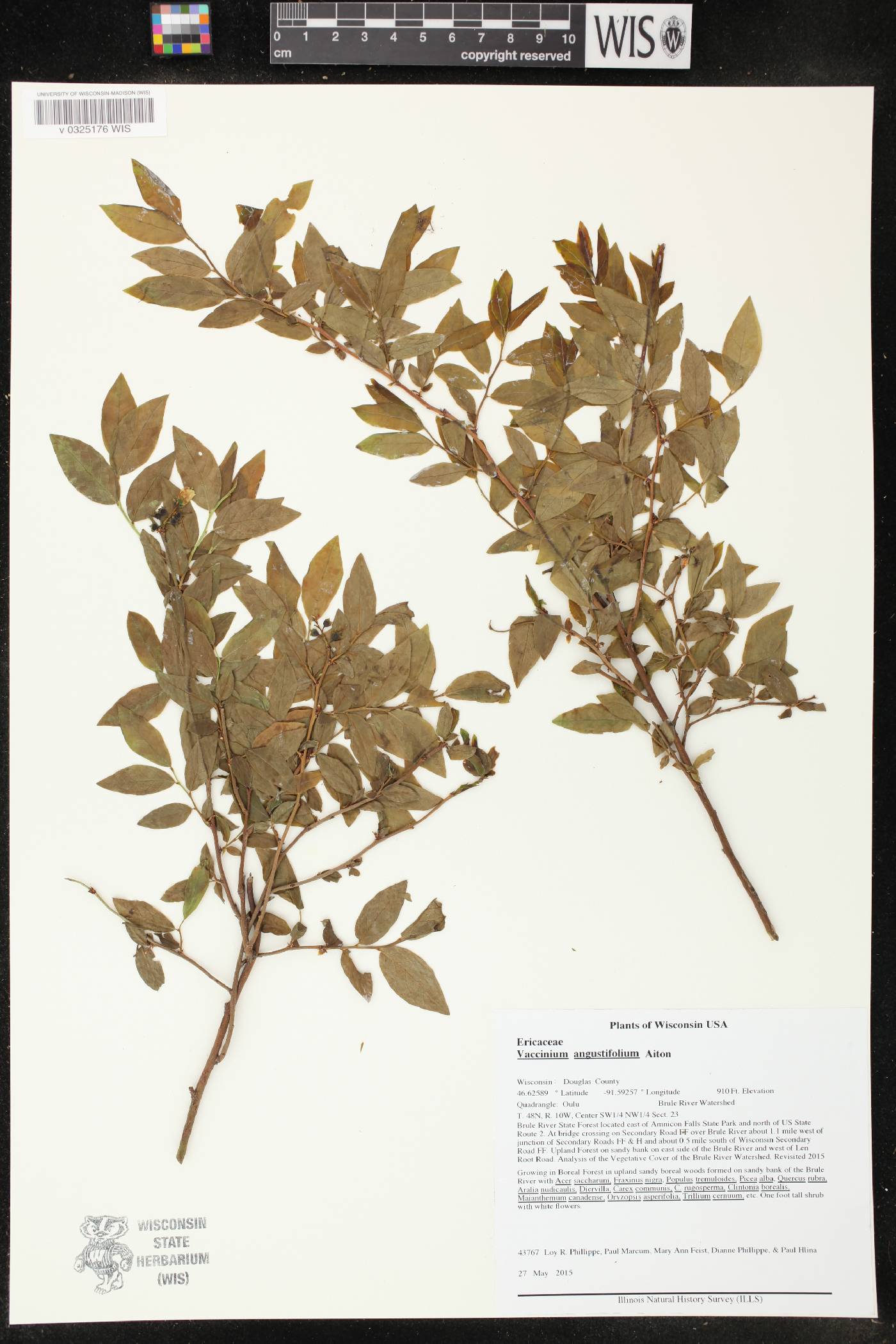 Vaccinium angustifolium image