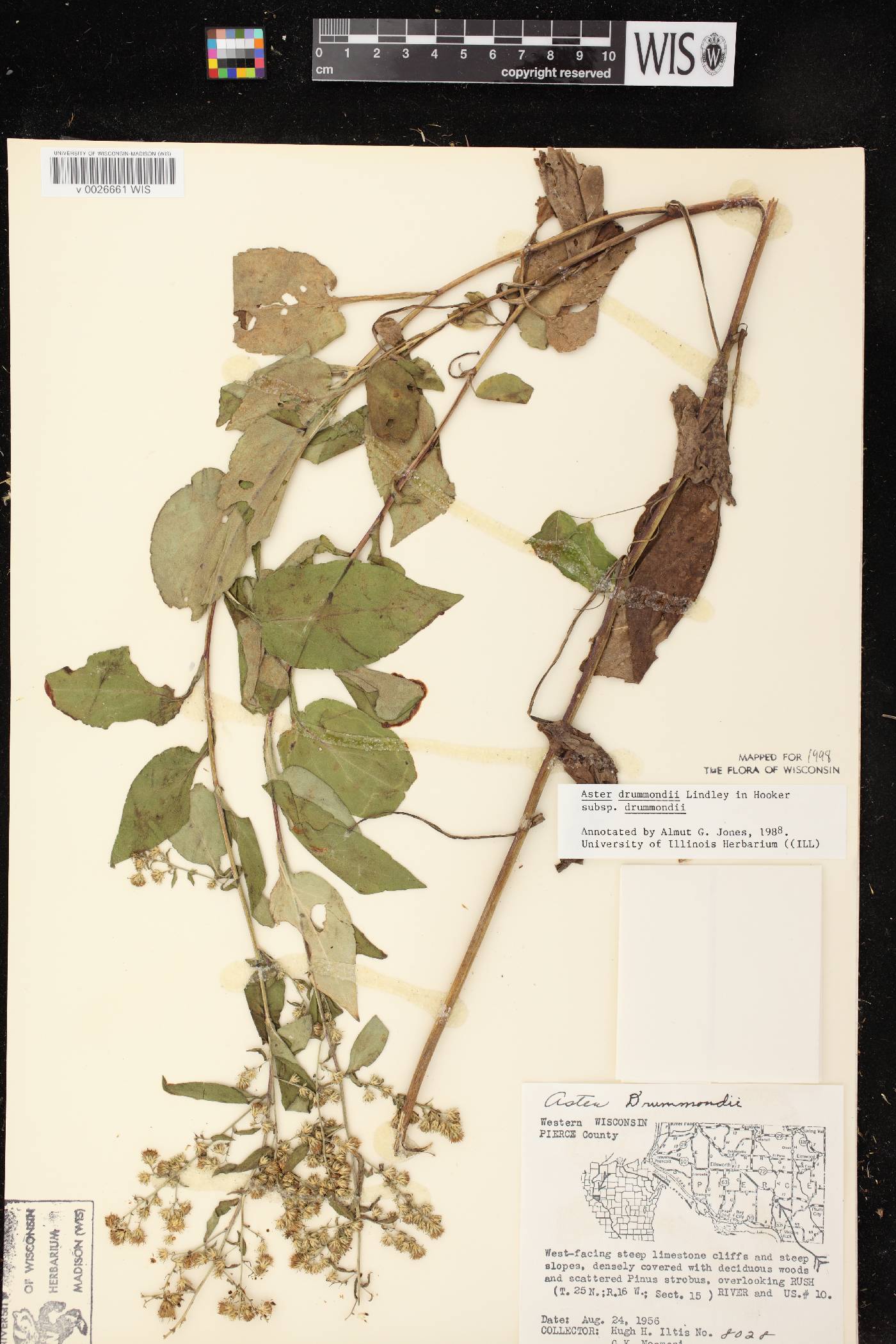 Symphyotrichum drummondii image