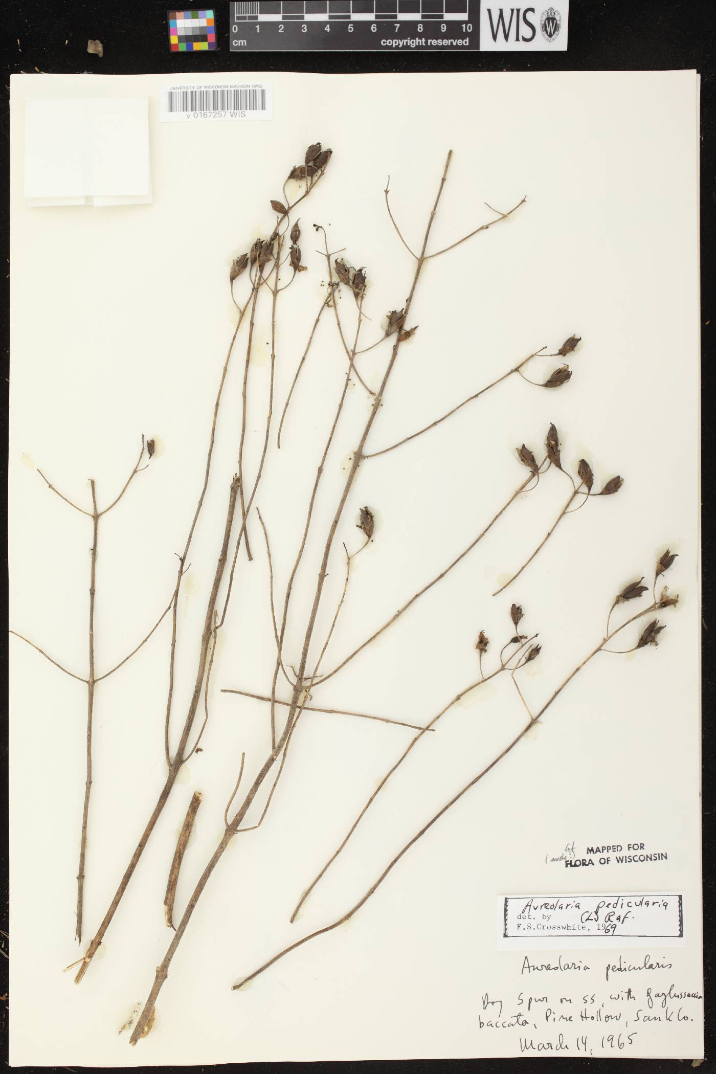 Aureolaria pedicularia image