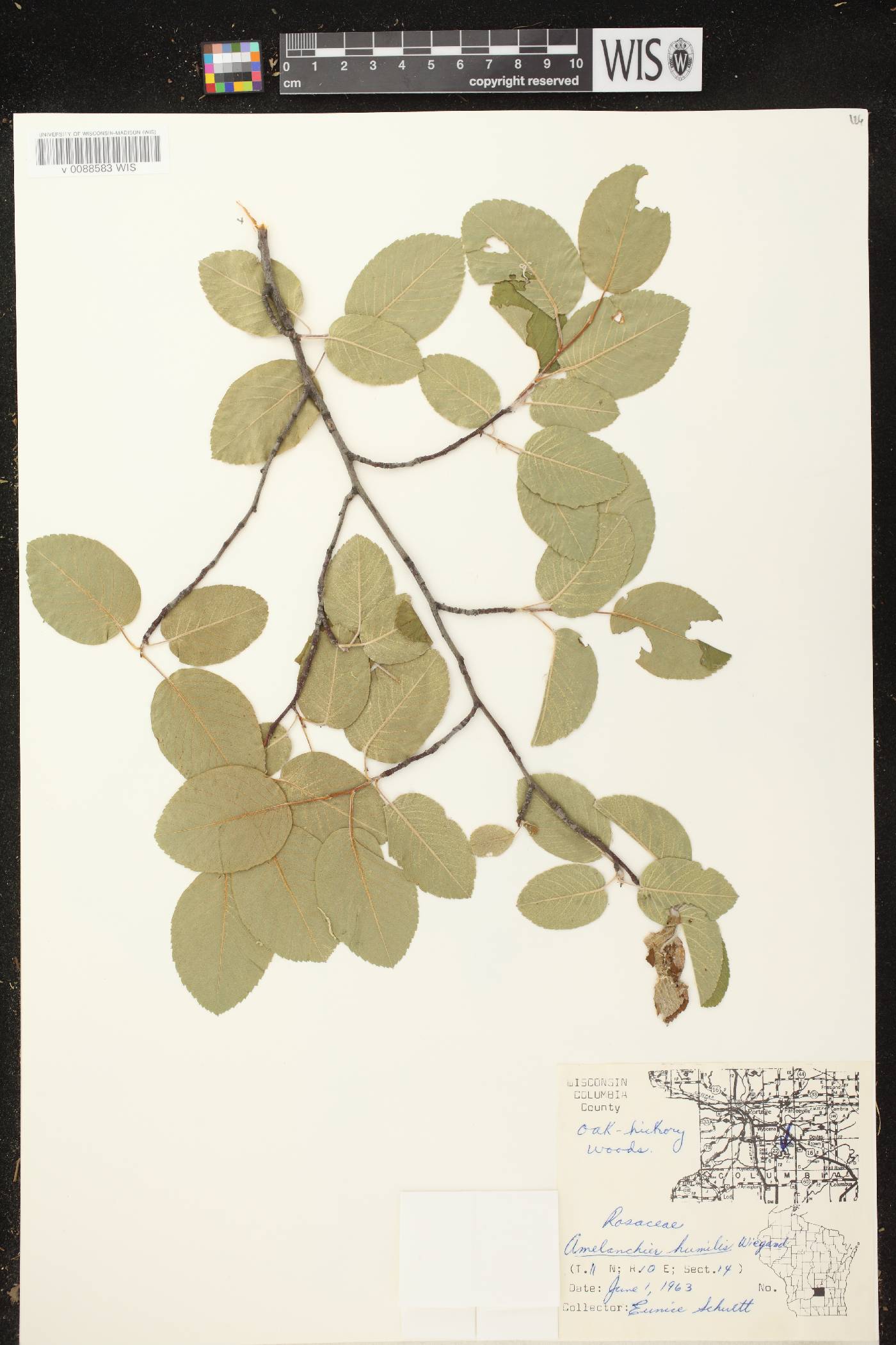 Amelanchier sanguinea image