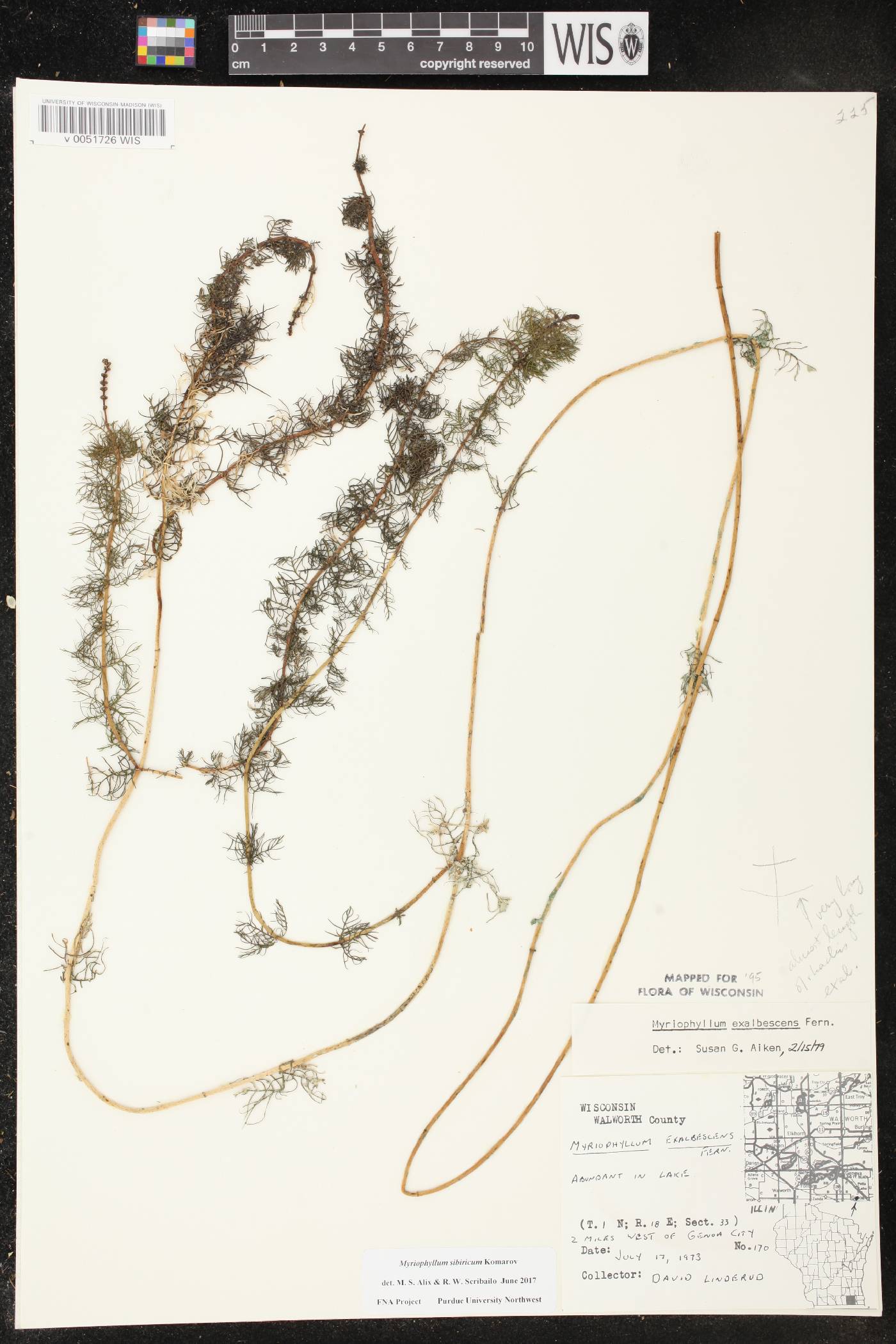Myriophyllum sibiricum image