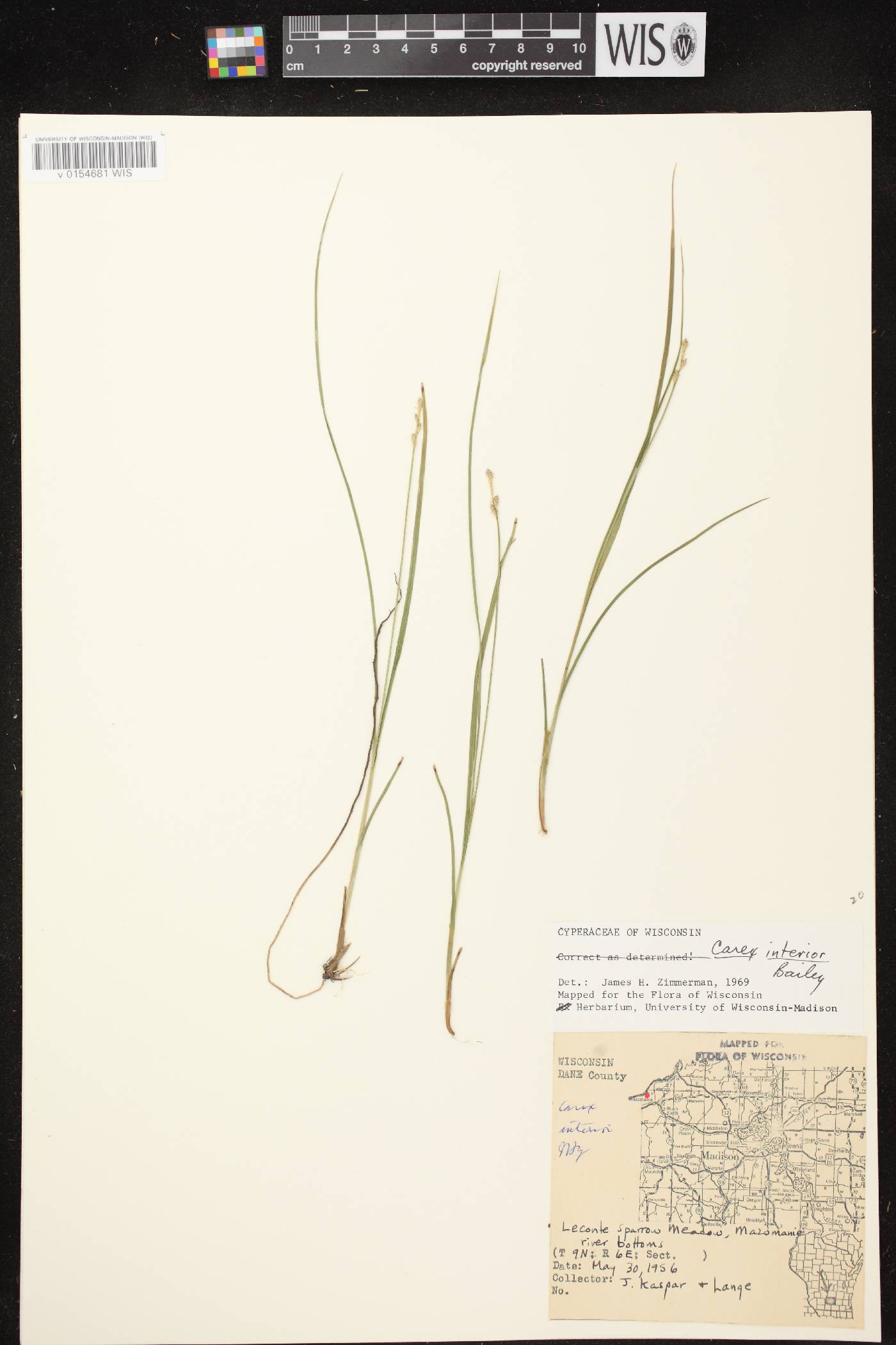Carex interior image