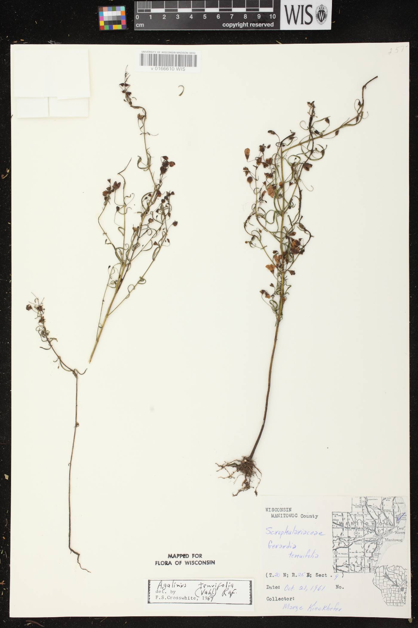 Agalinis tenuifolia image