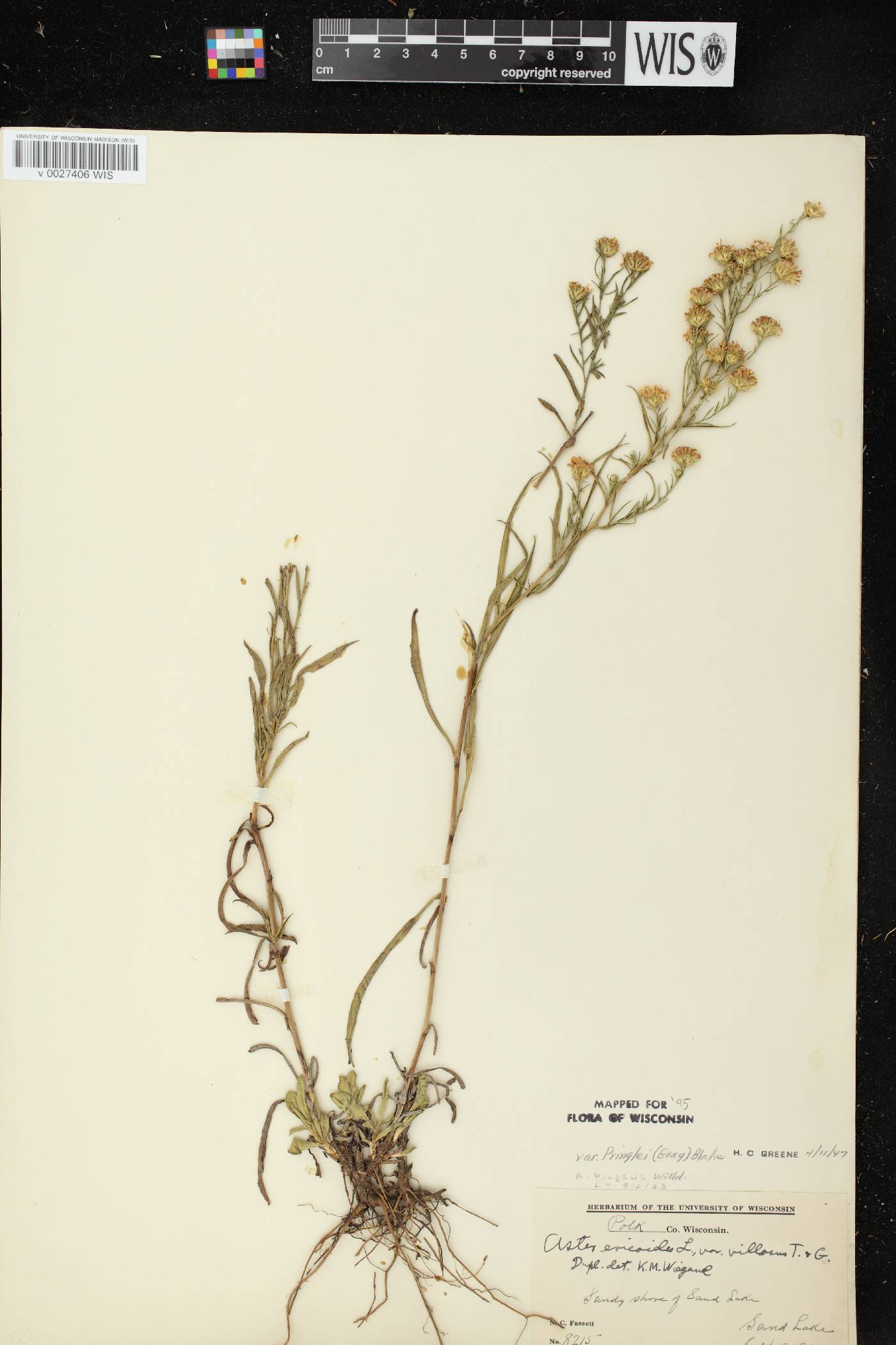 Symphyotrichum pilosum image