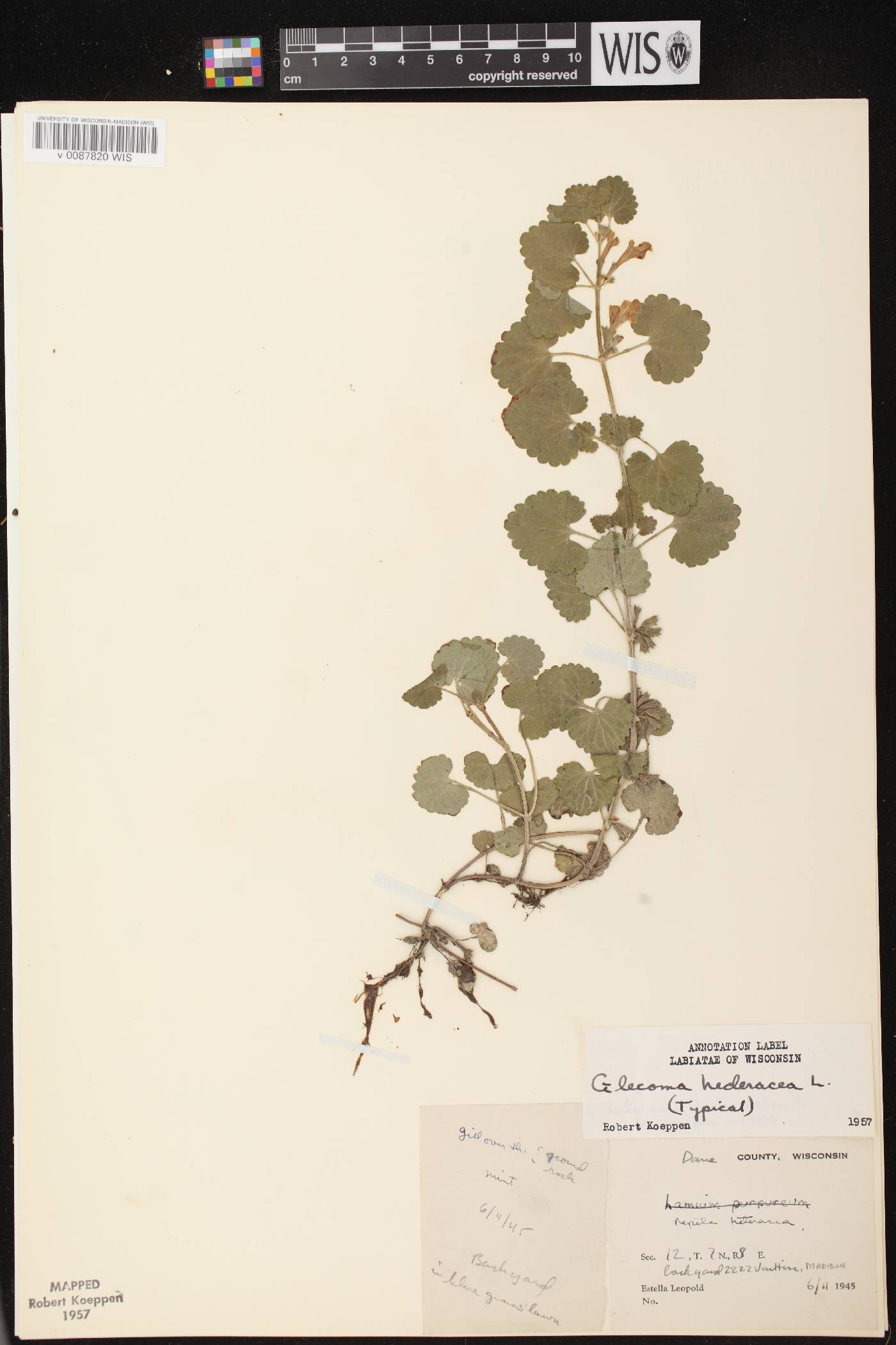 Glechoma hederacea image