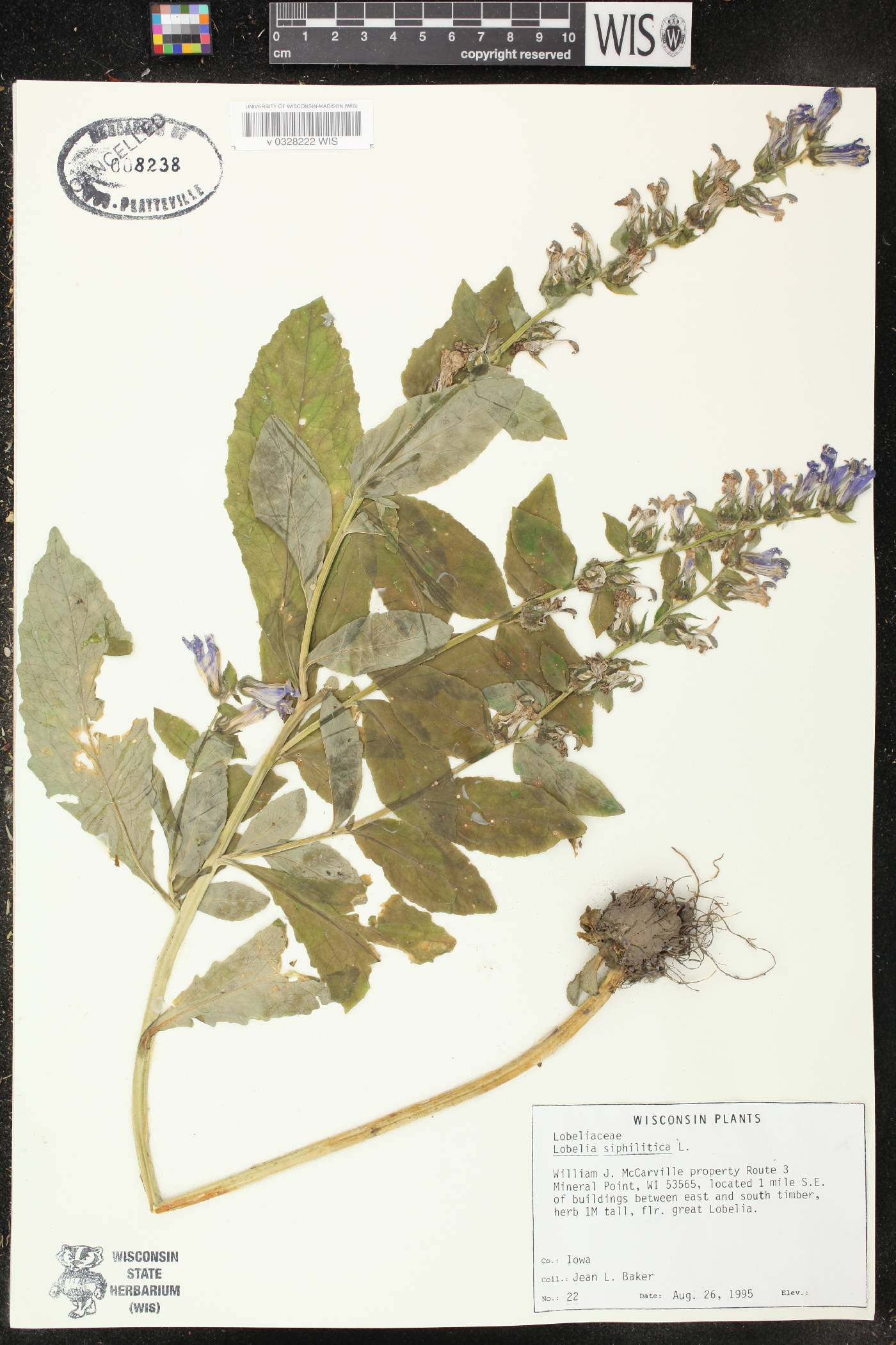 Lobelia siphilitica image
