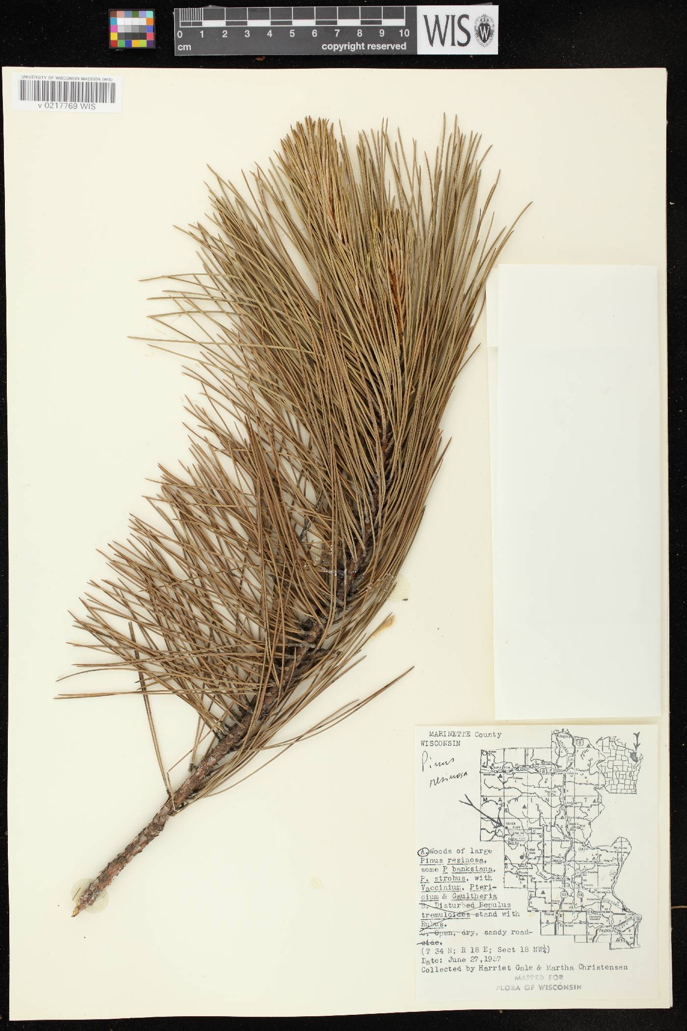 Pinus resinosa image