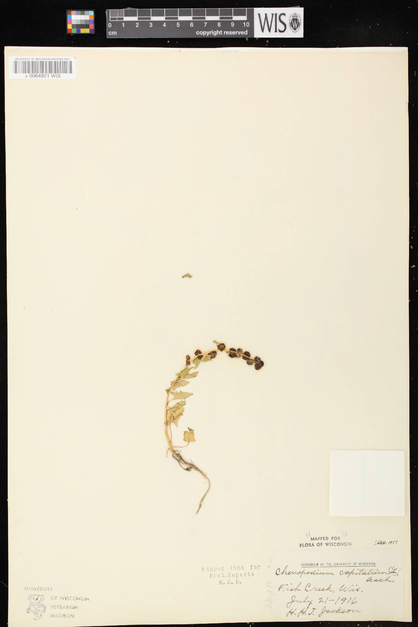 Chenopodium capitatum image
