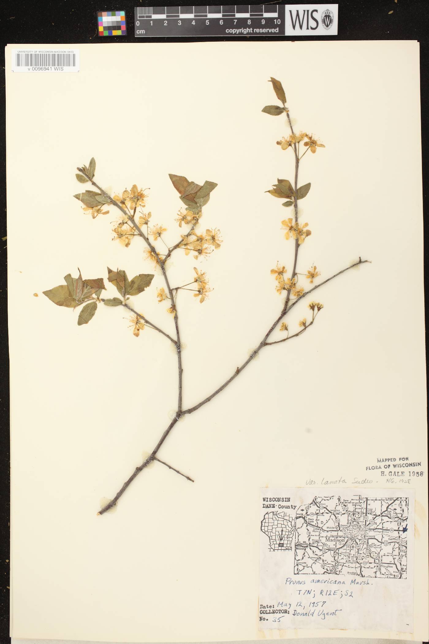 Prunus americana image