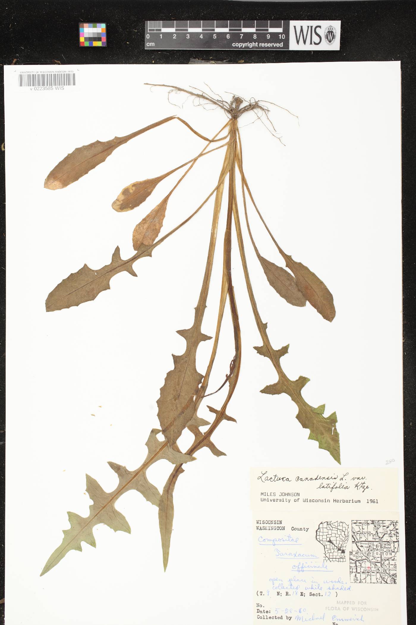 Lactuca canadensis image