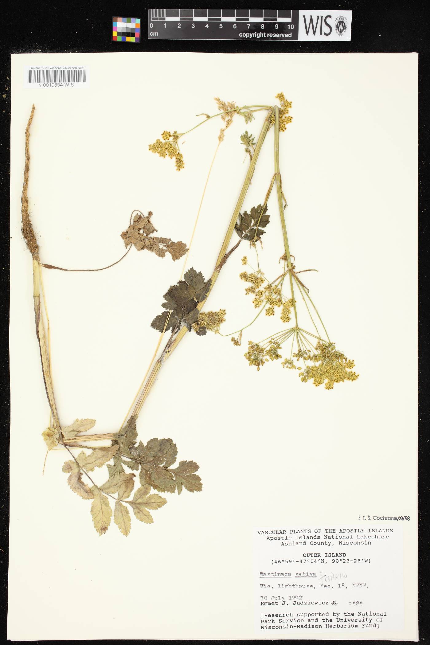 Pastinaca sativa image