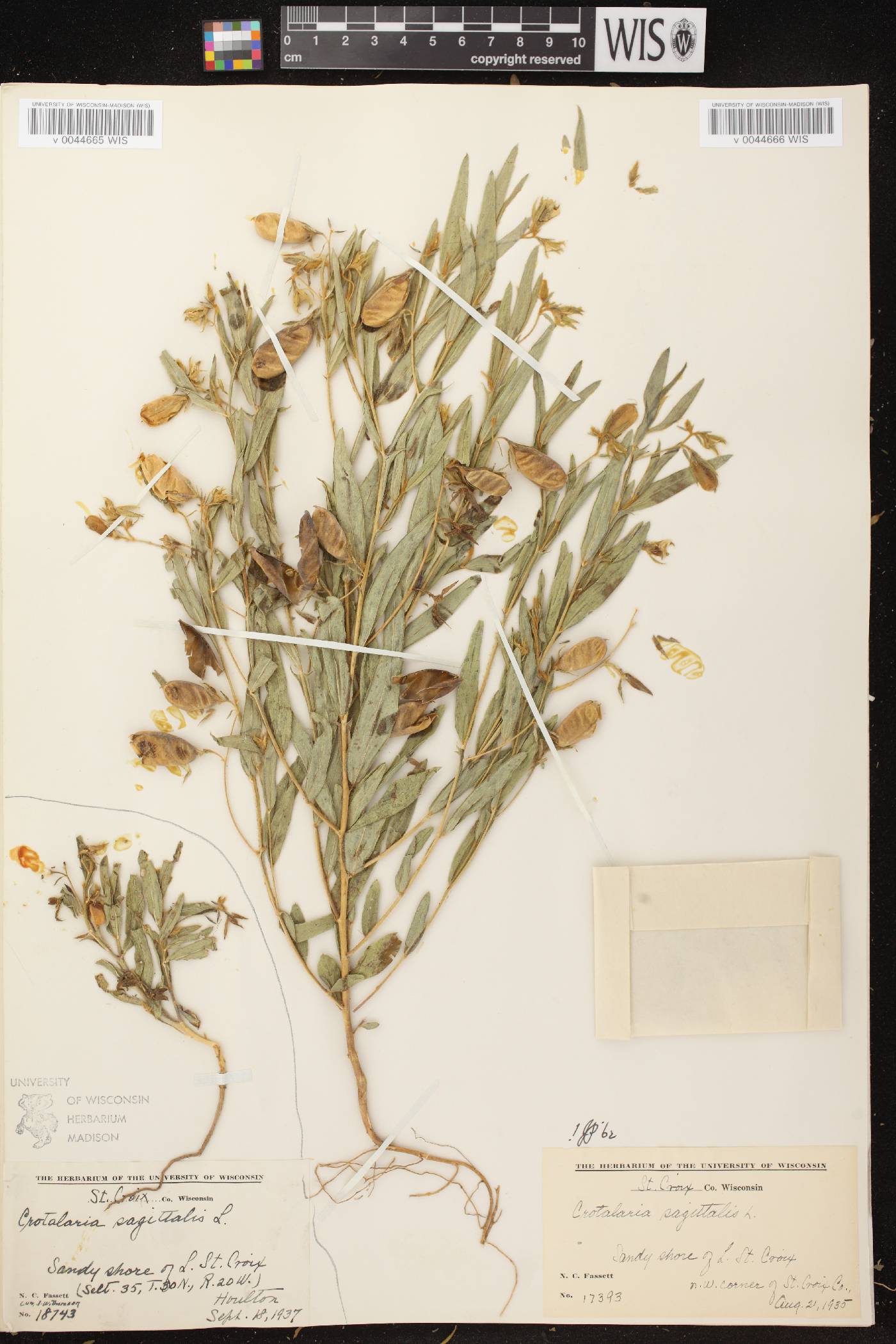 Crotalaria sagittalis image