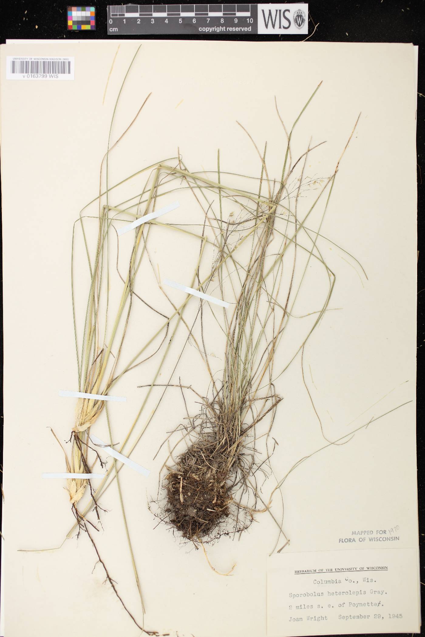 Sporobolus heterolepis image