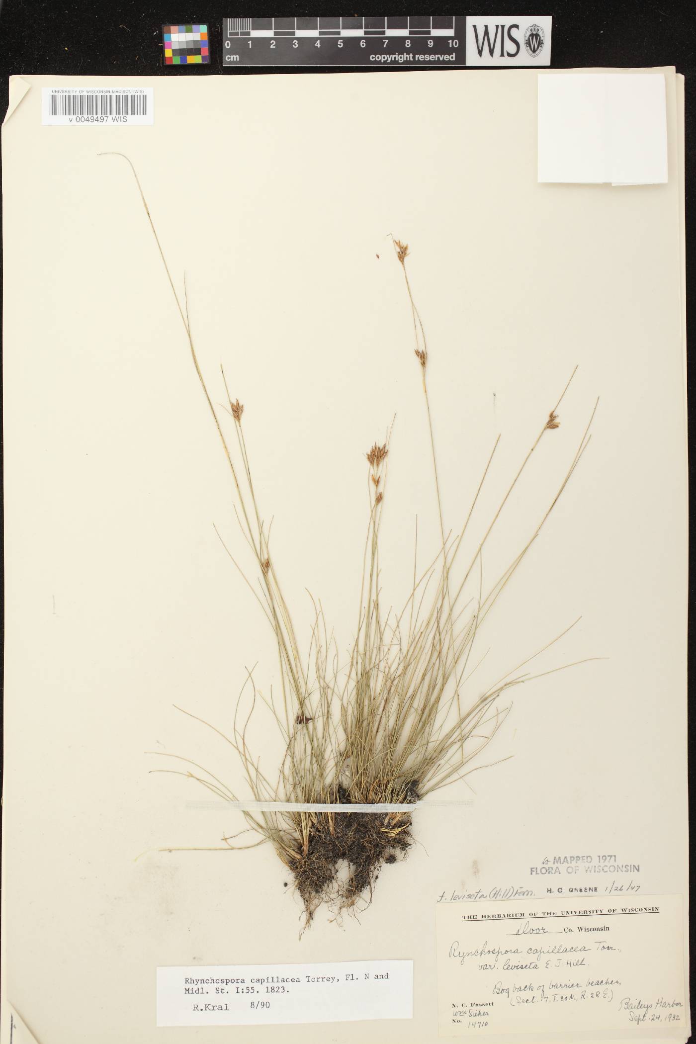 Rhynchospora capillacea image