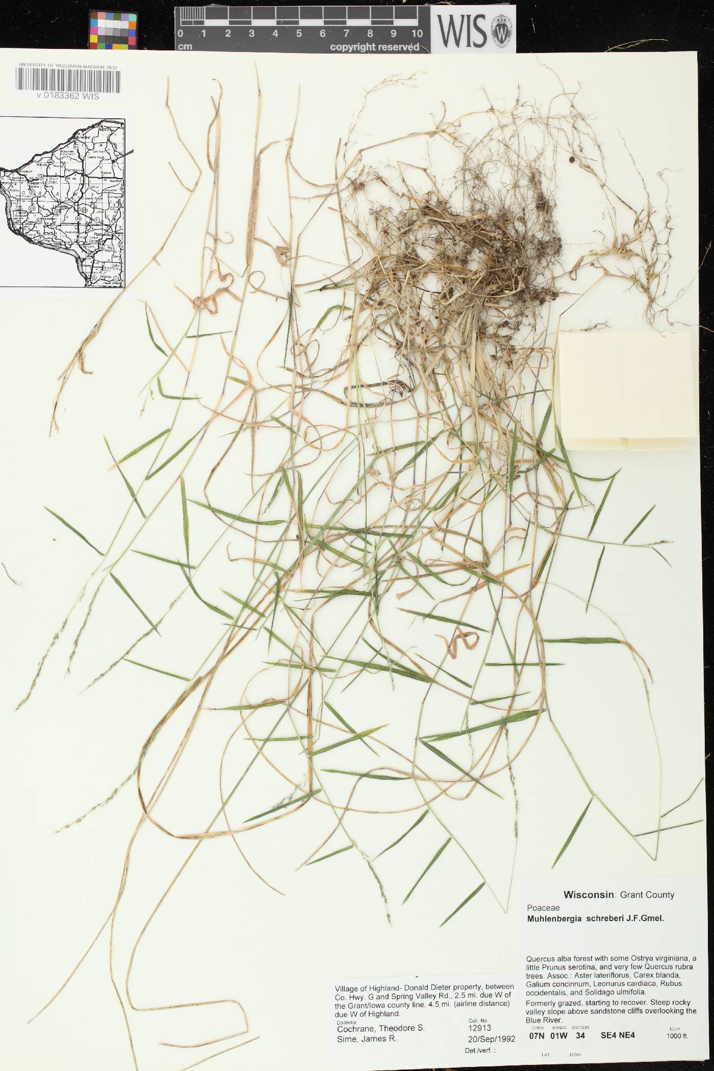Muhlenbergia schreberi image