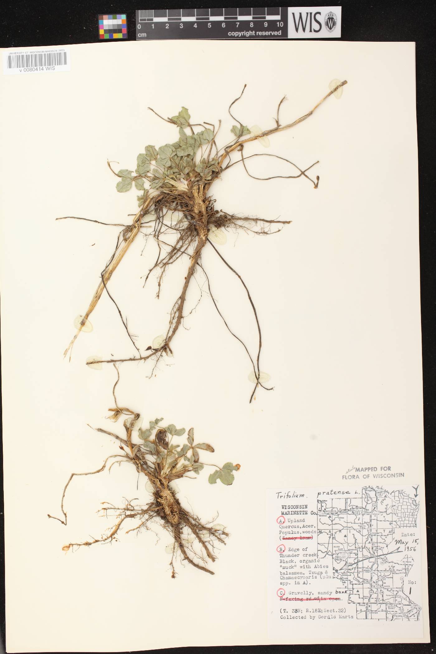 Trifolium pratense image