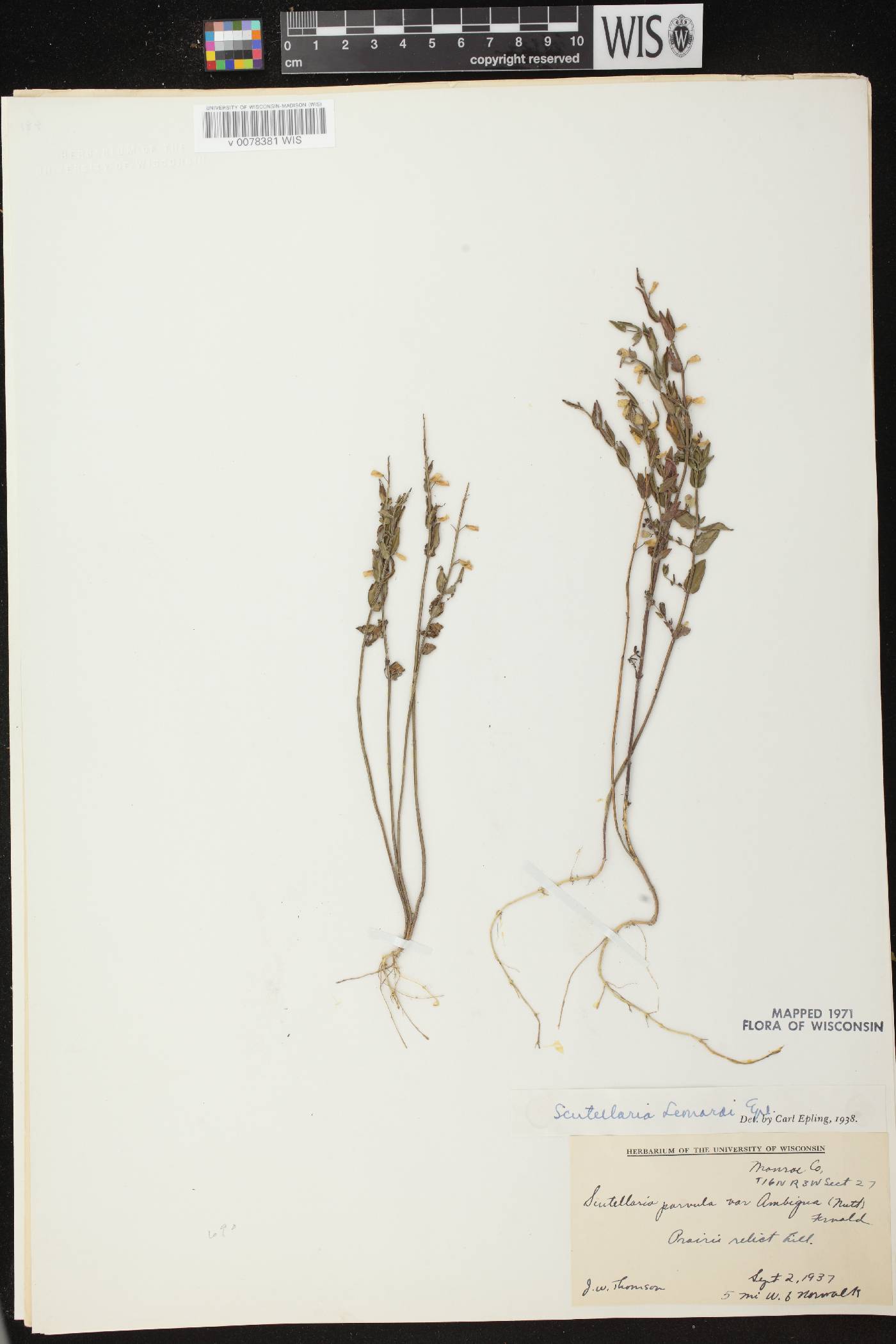 Scutellaria parvula var. missouriensis image