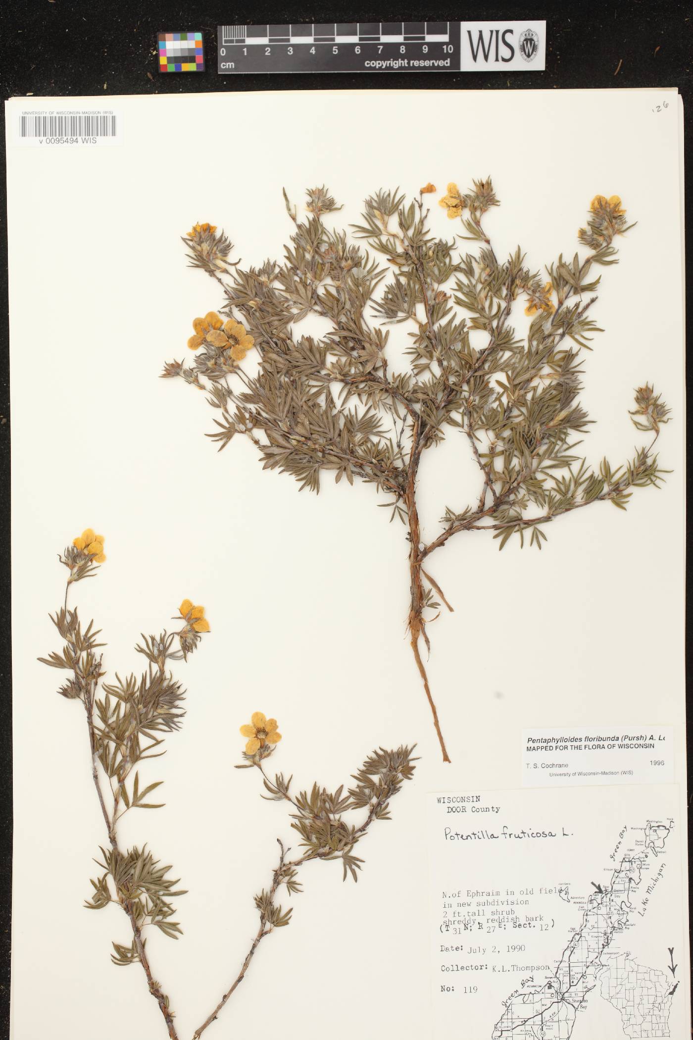 Dasiphora fruticosa image