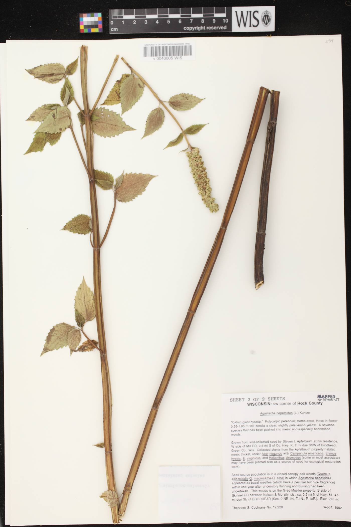 Agastache nepetoides image