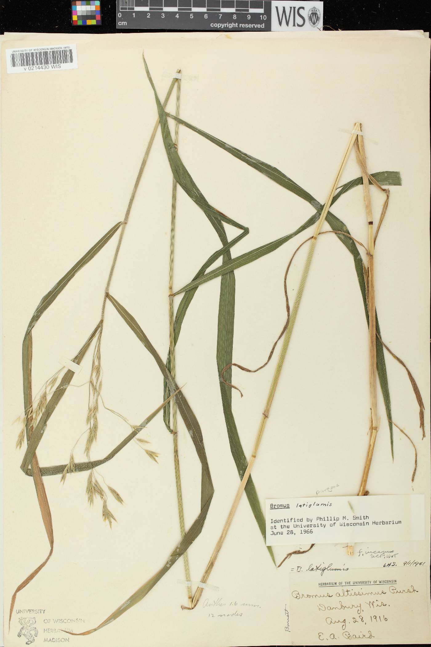 Bromus latiglumis image