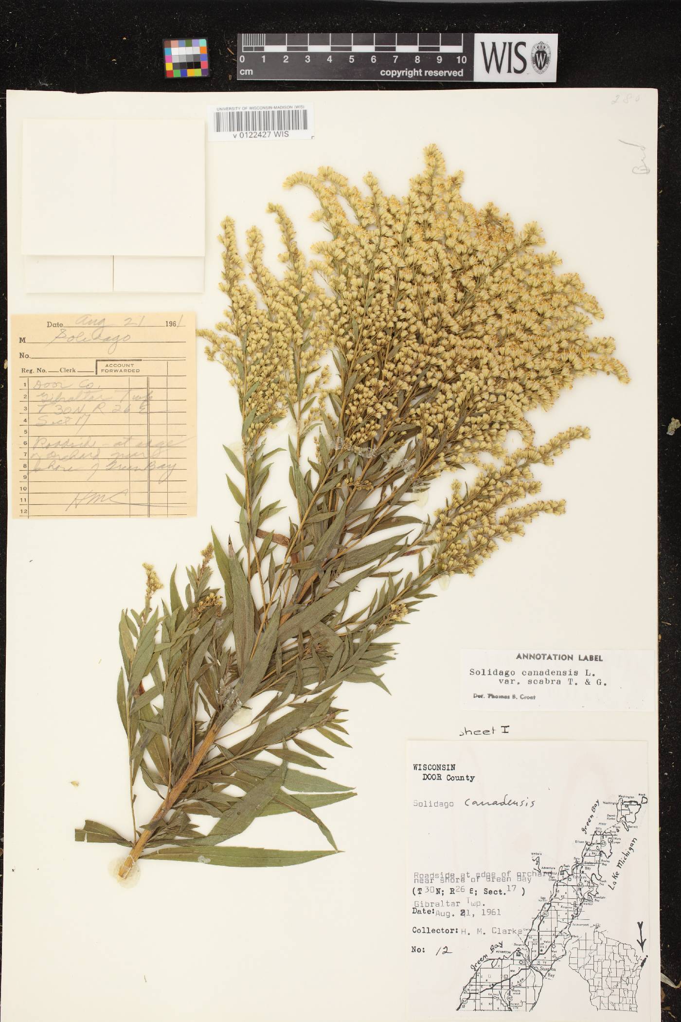 Solidago altissima subsp. altissima image
